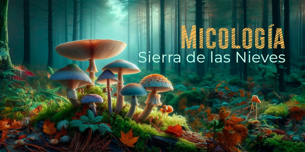 Micología Sierra de las Nieves