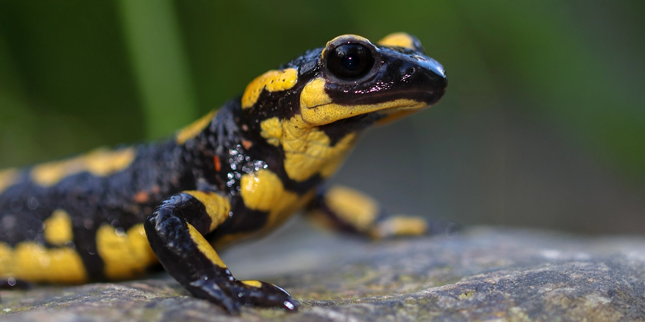 Salamandra Común Sierra de las Nieves