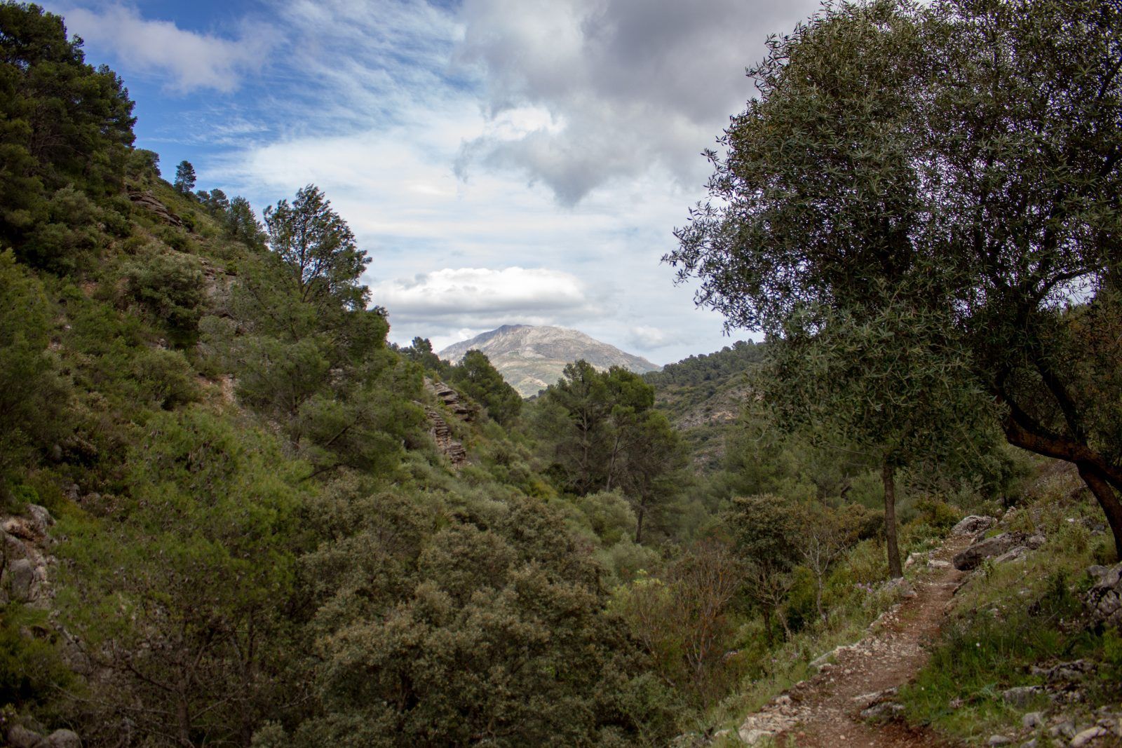 Sendero Manuel Garcia Rosa - Puerto de la Mujer, El Burgo, Sierra de las Nieves