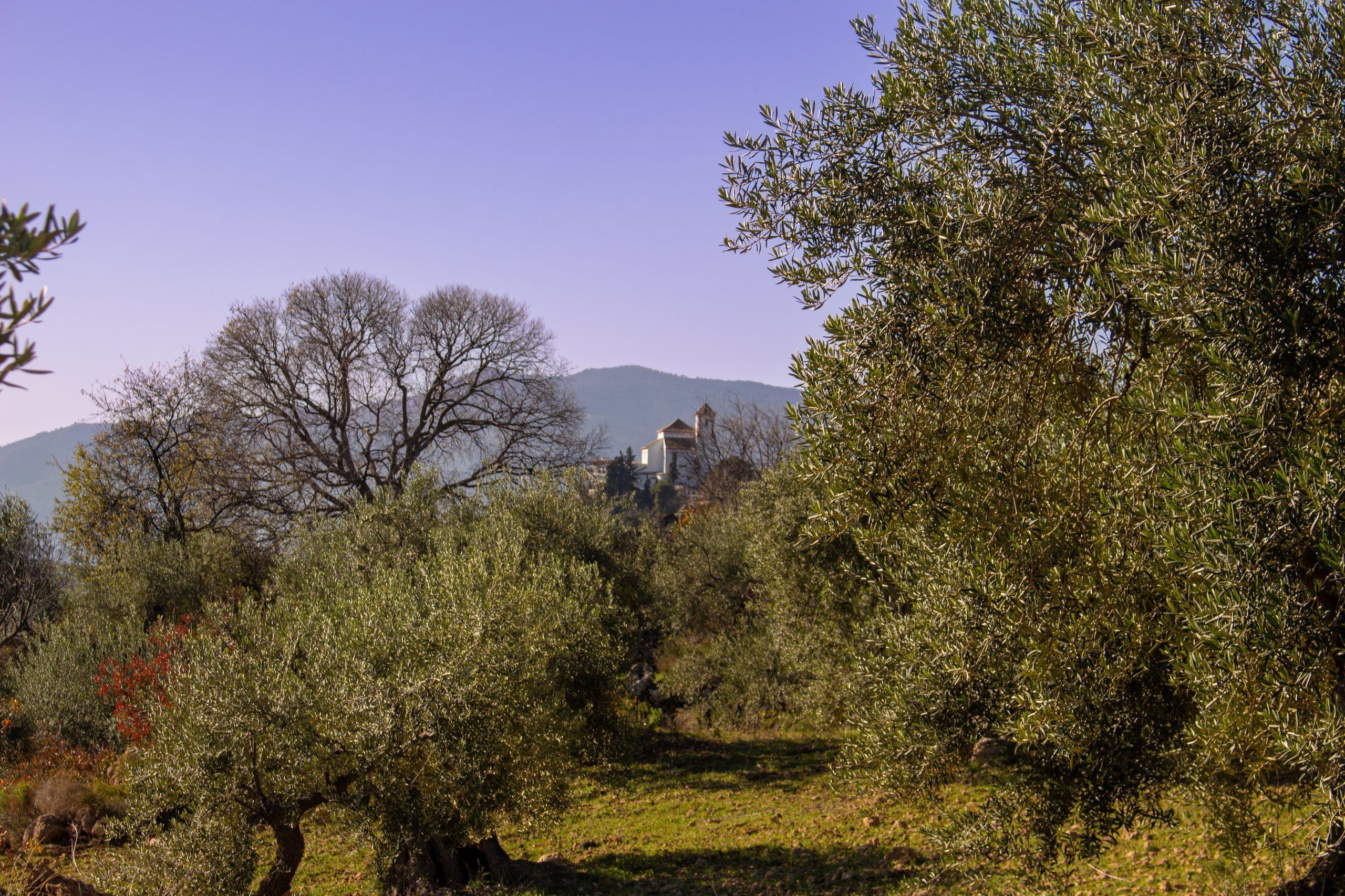 Olivar con Iglesia Santa Ana de fondo