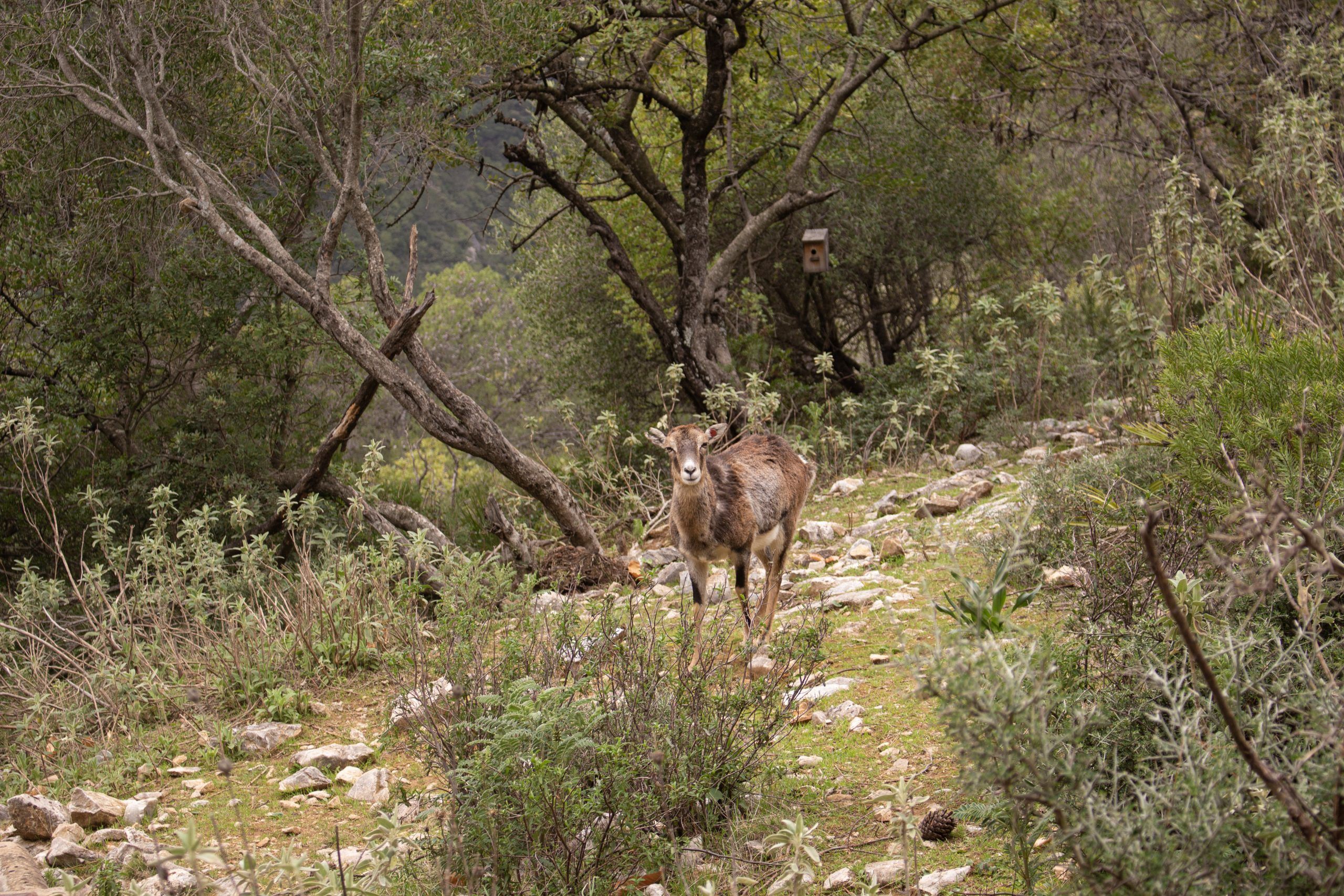 Ecoreserva - Muflón hembra