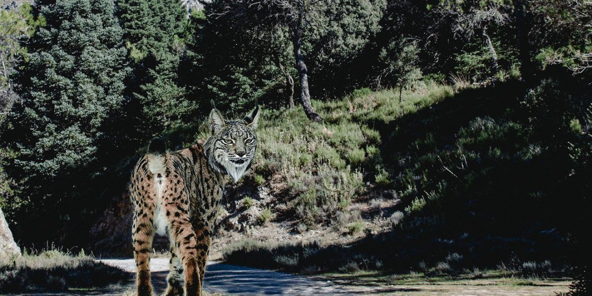 Linces Ibéricos conquistan el Parque Nacional Sierra de las Nieves