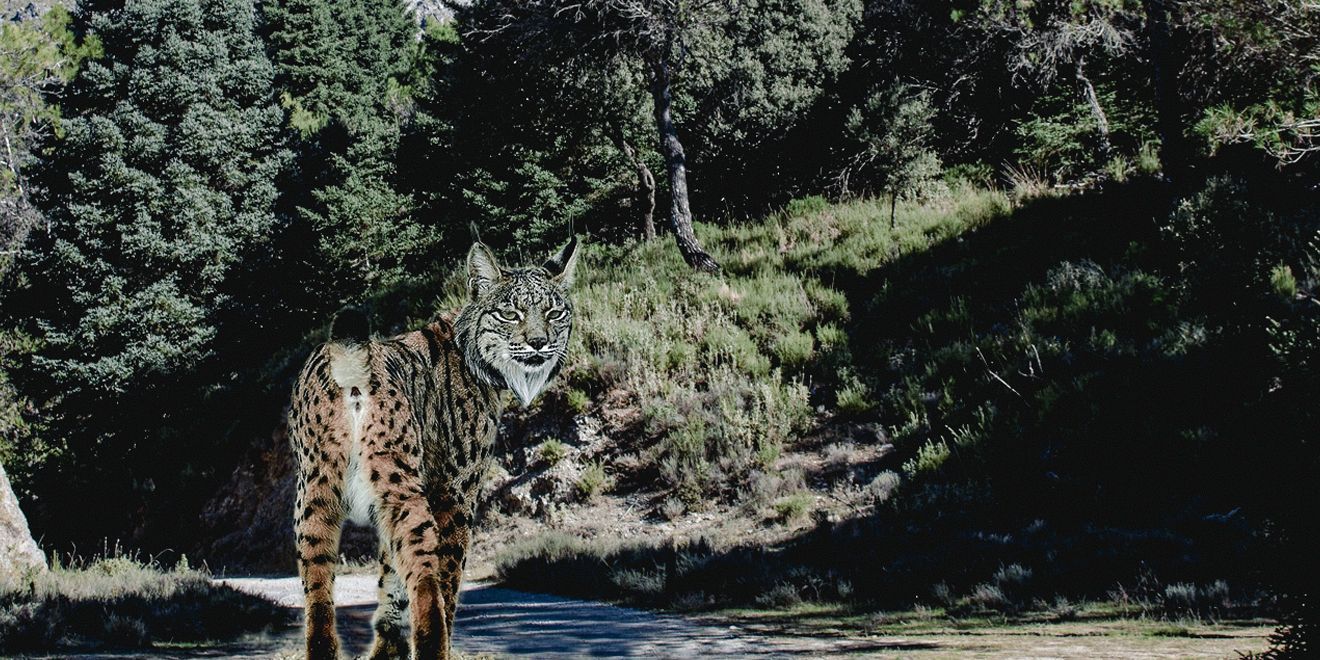Linces Ibéricos conquistan el Parque Nacional Sierra de las Nieves