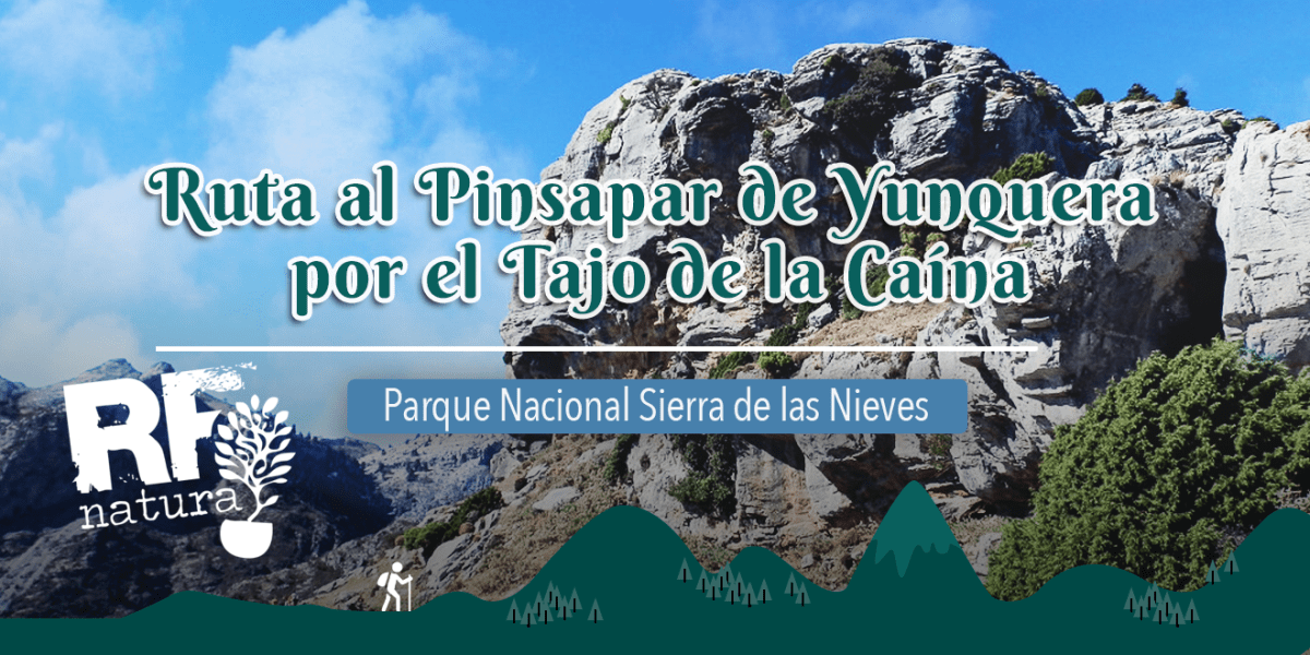 TRAVESÍA POR EL TAJO HACIA EL PINSAPAR DE YUNQUERA - RF NATURA