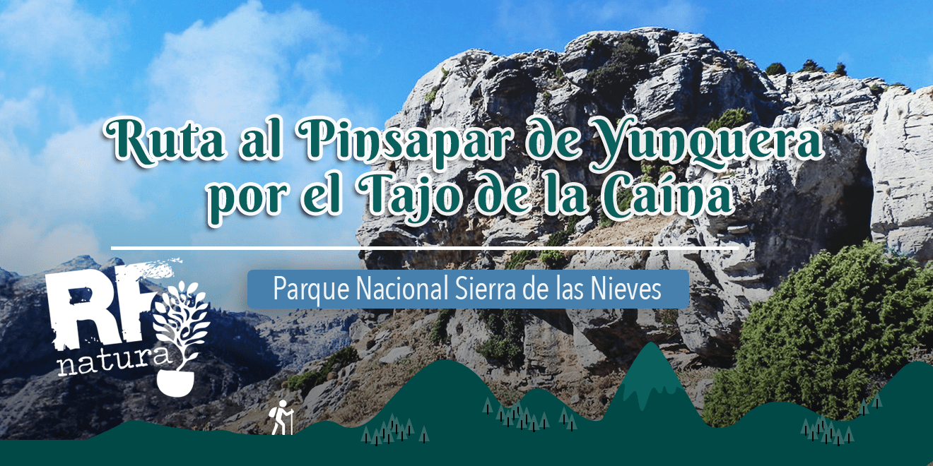 TRAVESÍA POR EL TAJO HACIA EL PINSAPAR DE YUNQUERA - RF NATURA