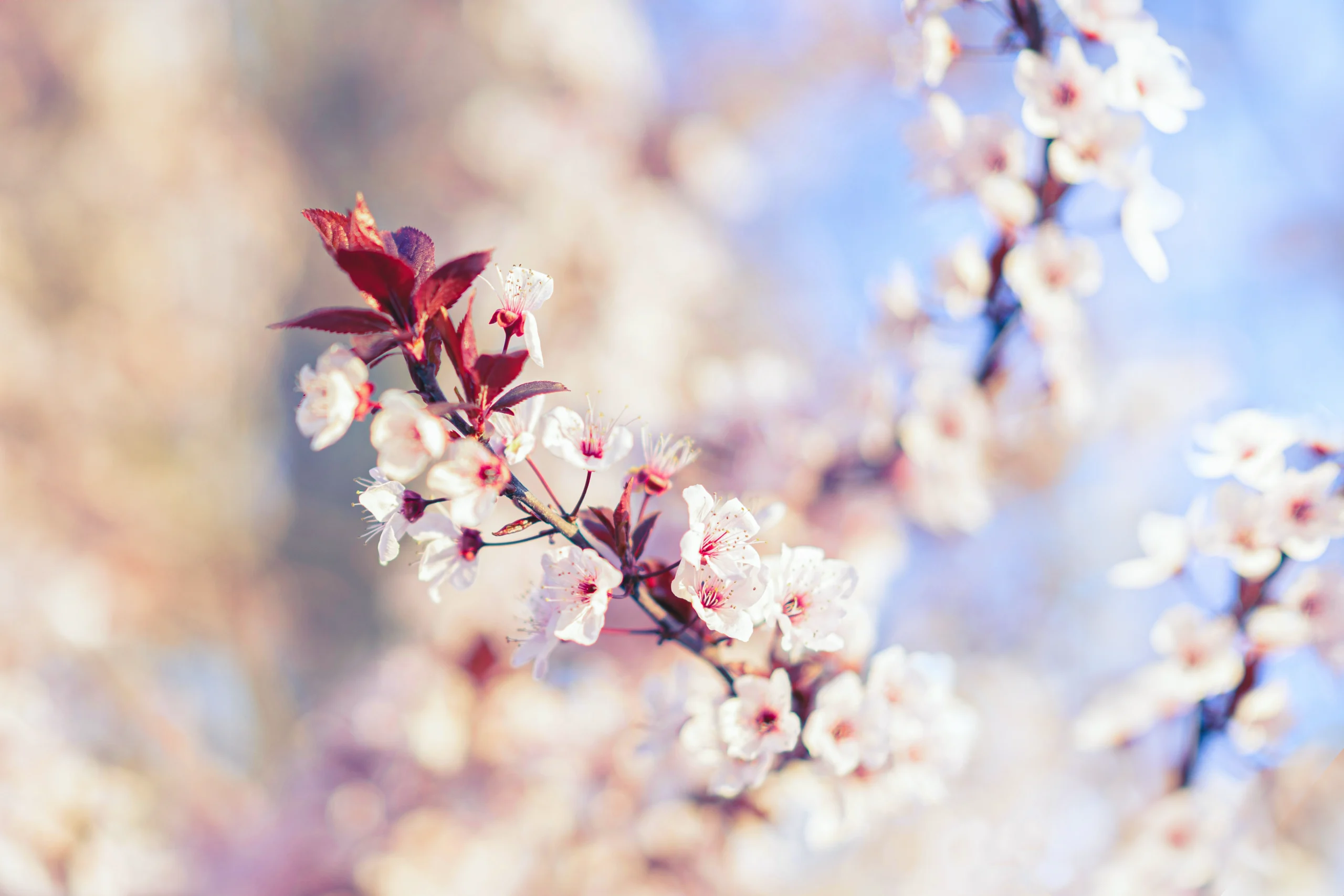 Almendros en Flor