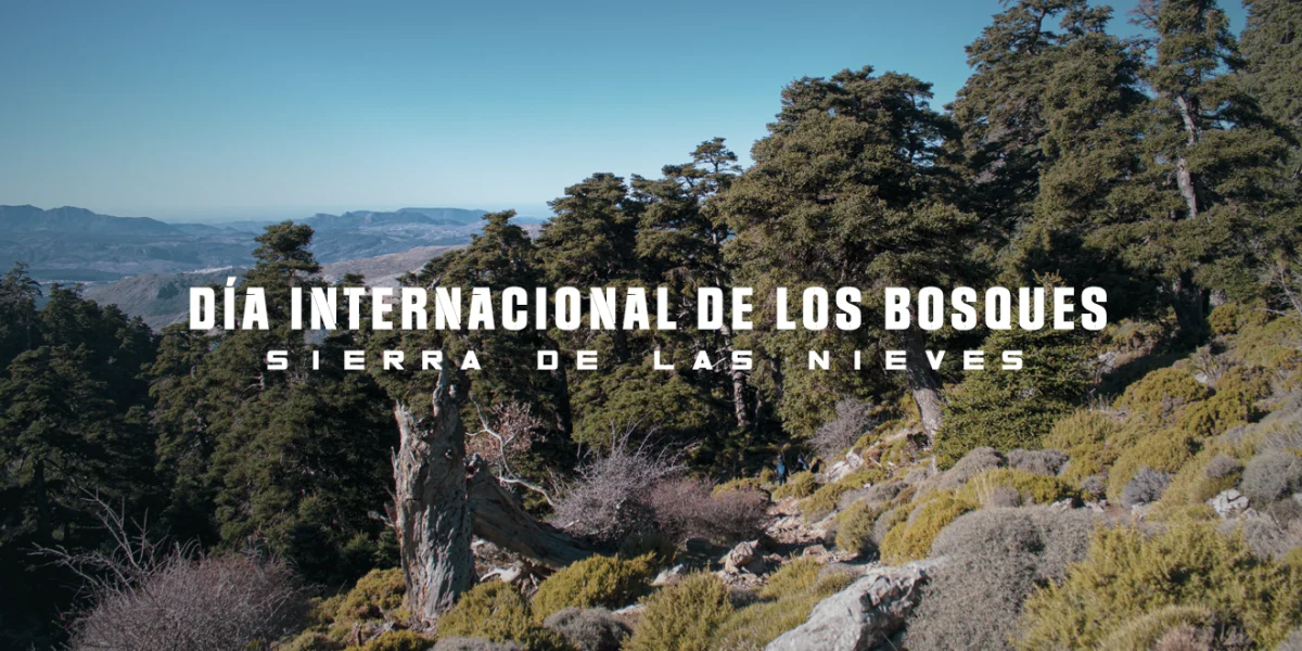Día Internacional de los Bosques