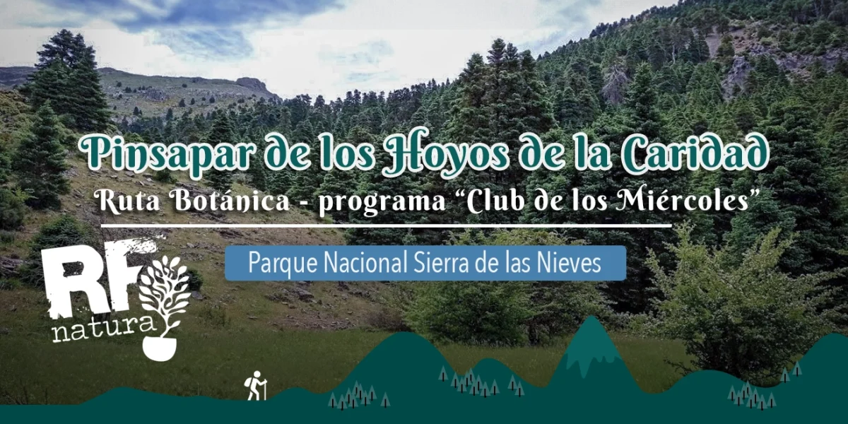 Ruta con RF Natura - Pinsapar de los hoyos de la Caridad