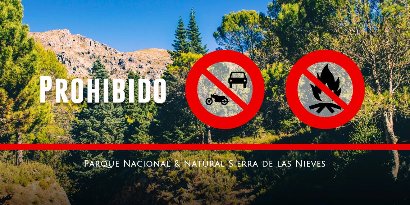 Protección de los Pinsapares: Cierre de Accesos para Vehículos a Motor