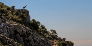 Operación Herradero "Ojén" en la Sierra de las Nieves