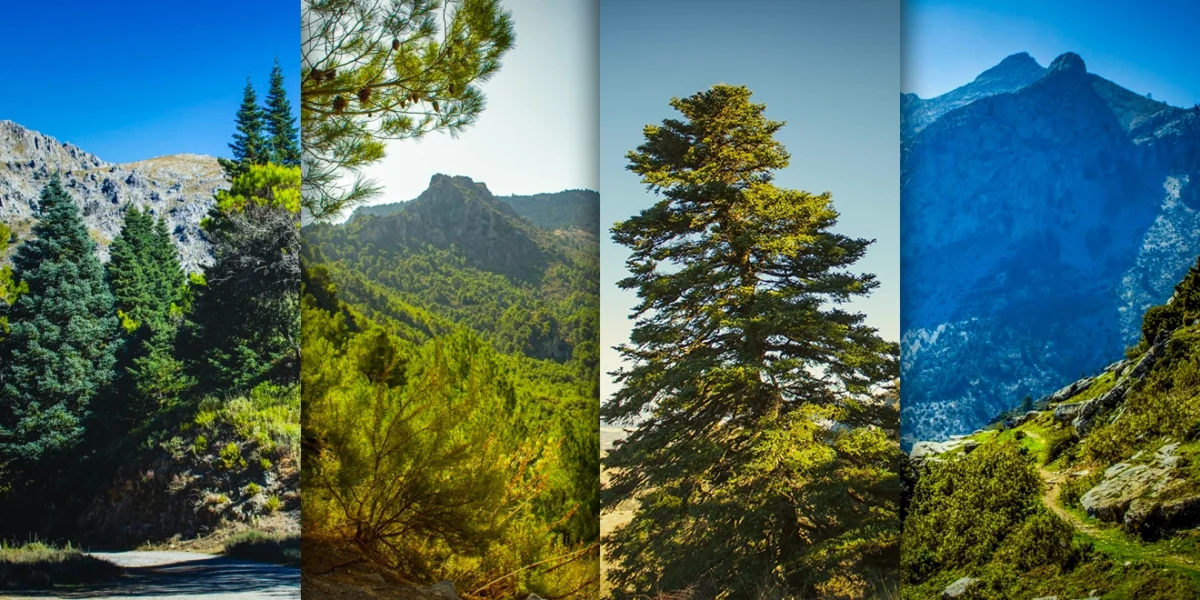 Reapertura de los Accesos a los Pinsapares y la Zona de Acampada La Fuensanta en el Parque Nacional Sierra de las Nieves