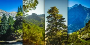 Reapertura de los Accesos a los Pinsapares y la Zona de Acampada La Fuensanta en el Parque Nacional Sierra de las Nieves
