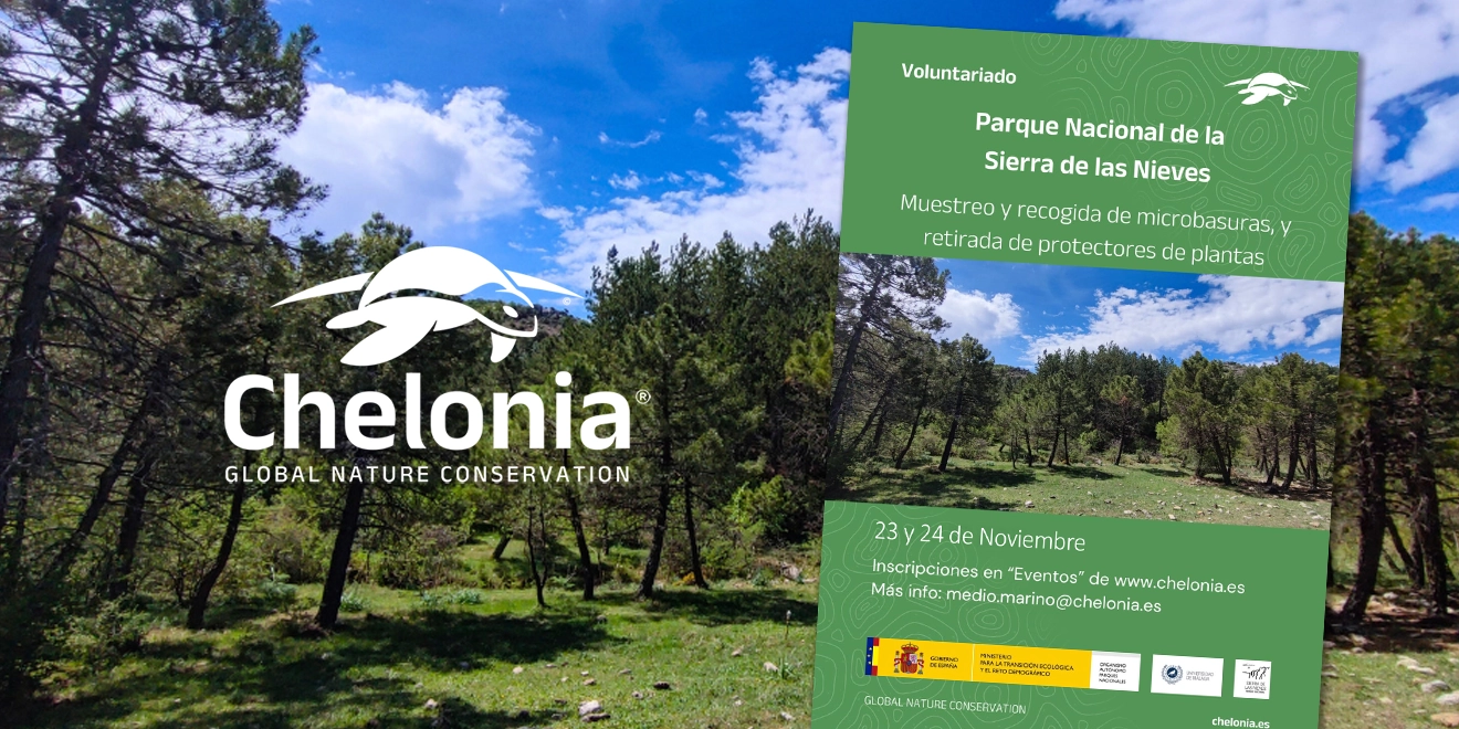 Voluntariado: Chelonia -Muestreo y recogida de microbasuras