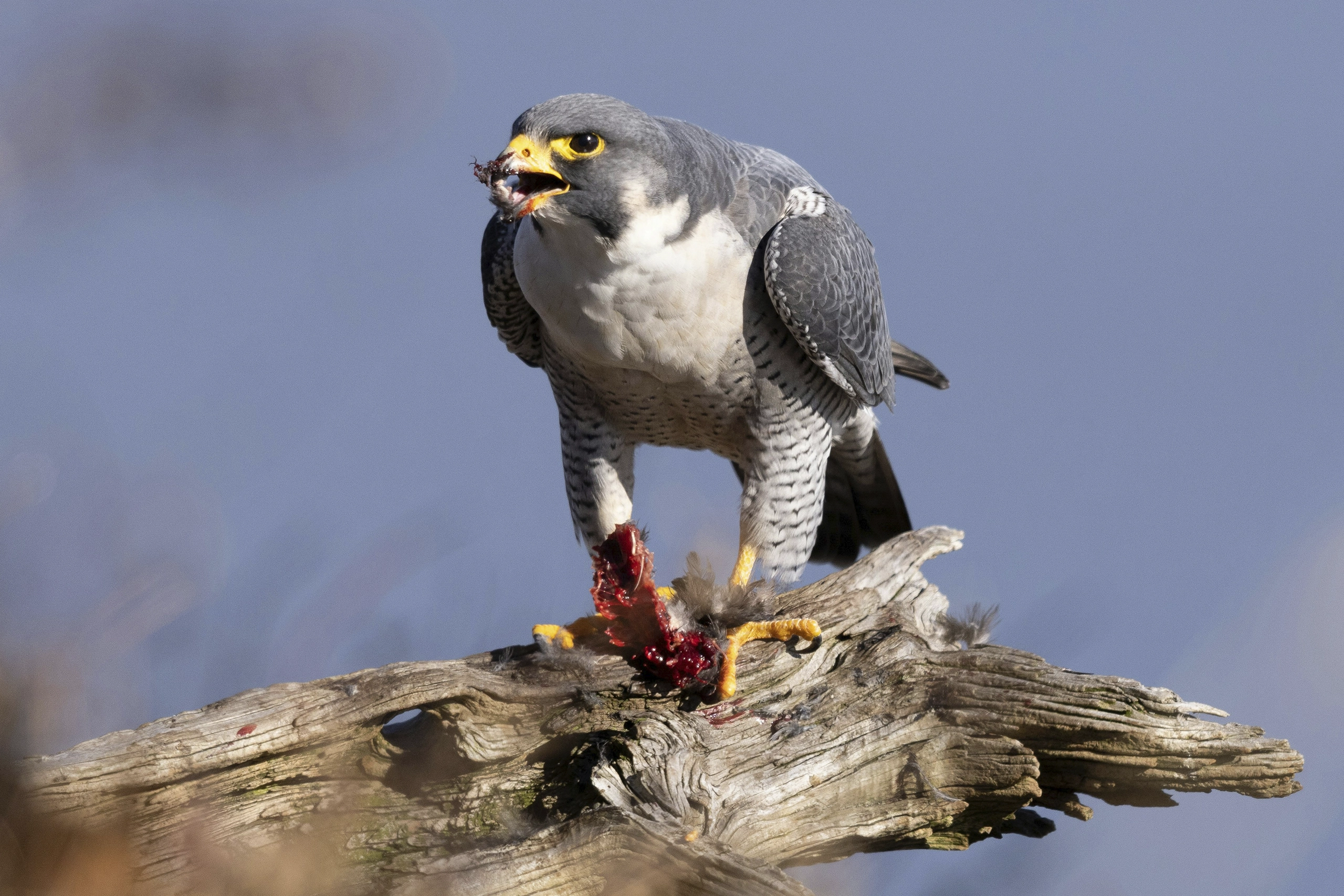 Halcón Peregrino