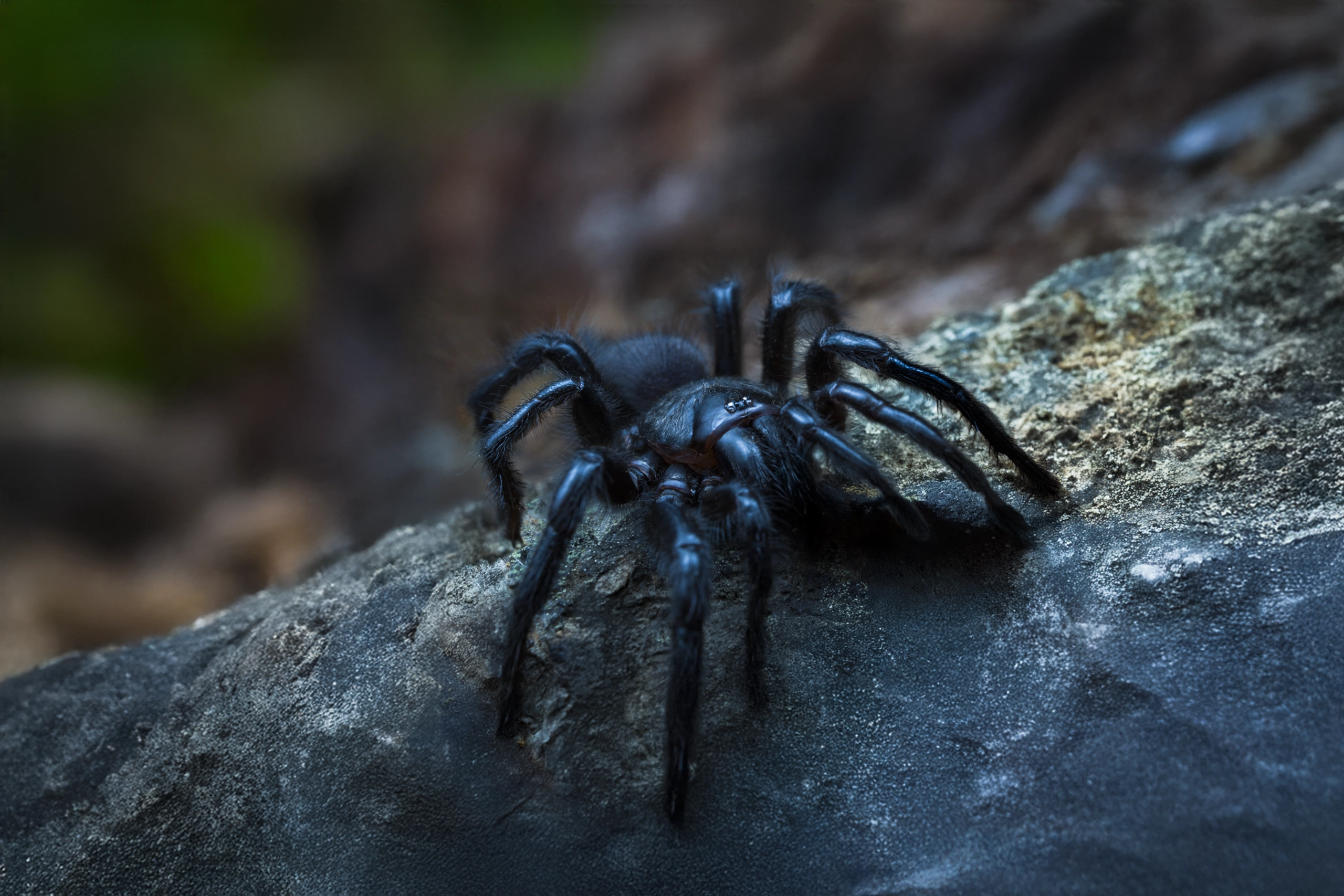 Macrothele calpeiana