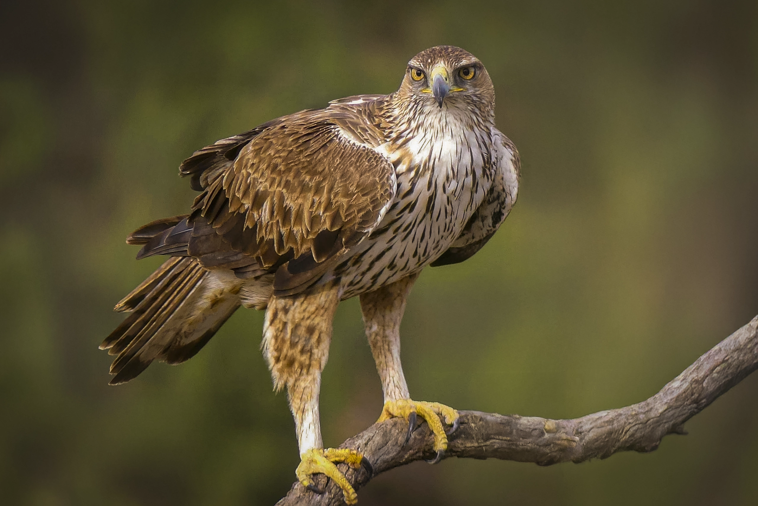 Águila perdicera