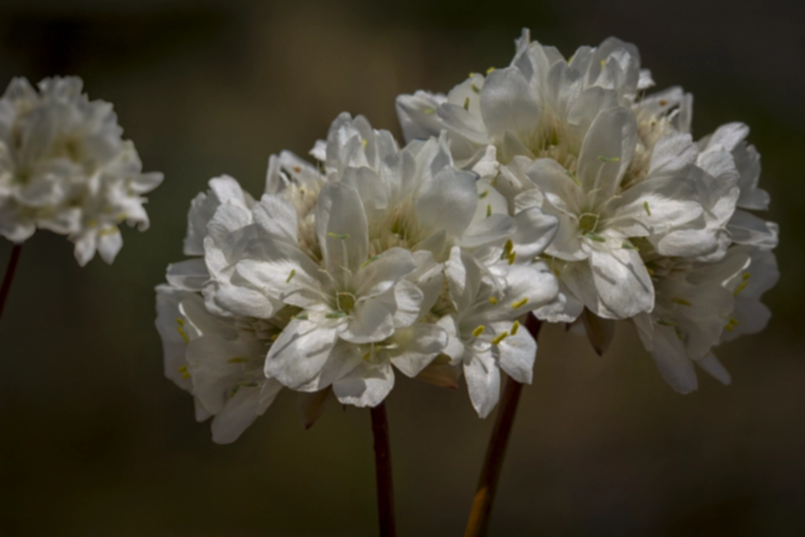 Armeria villosa