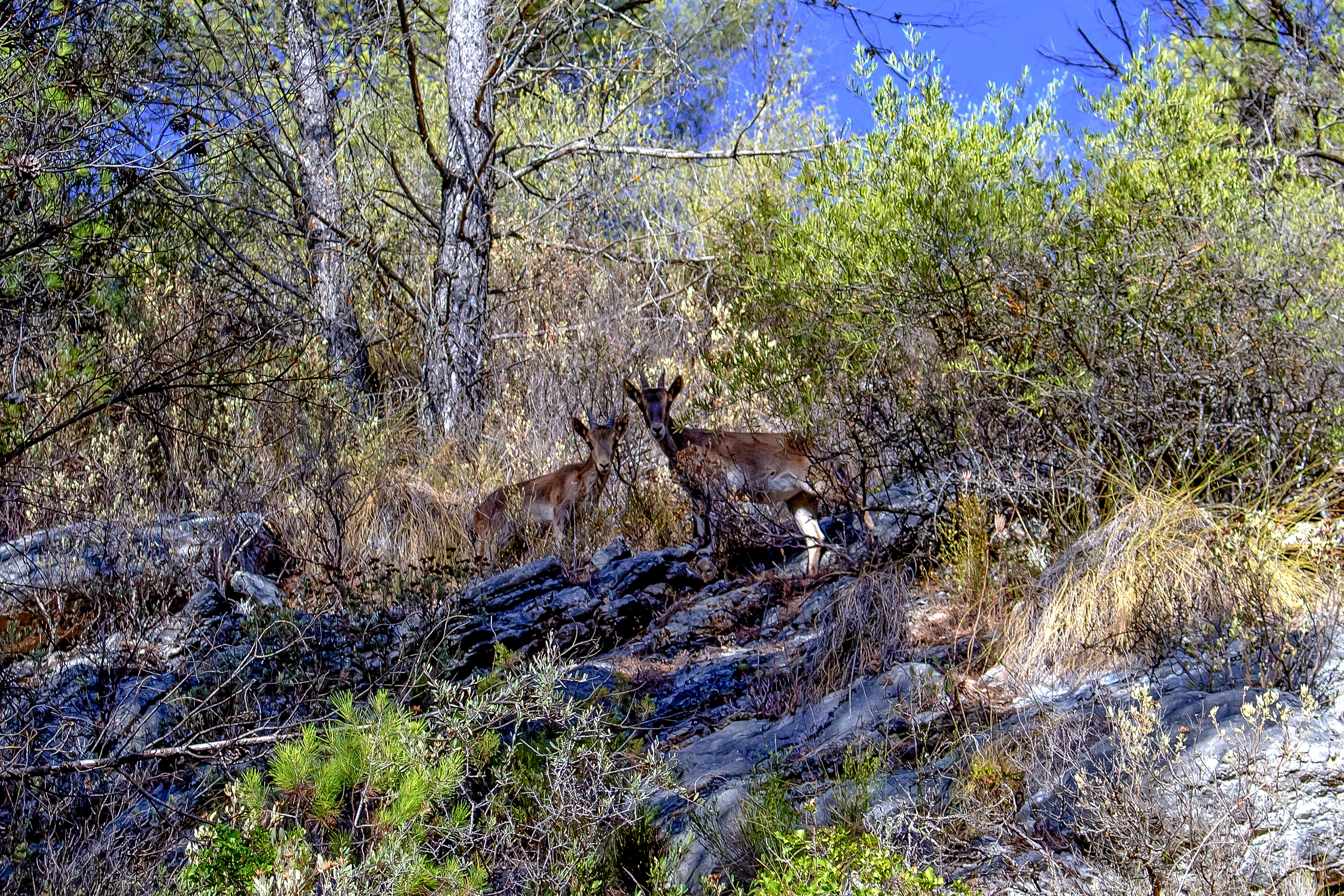 Cabras Montesas - El Burgo