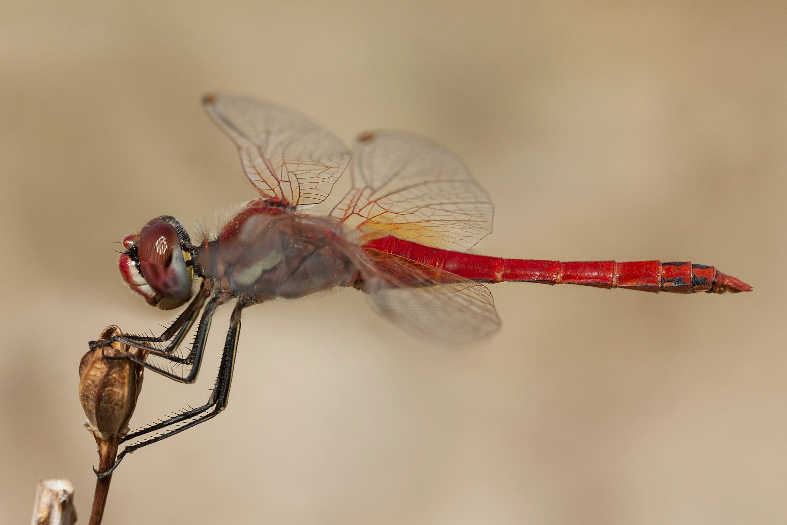 Libelulas