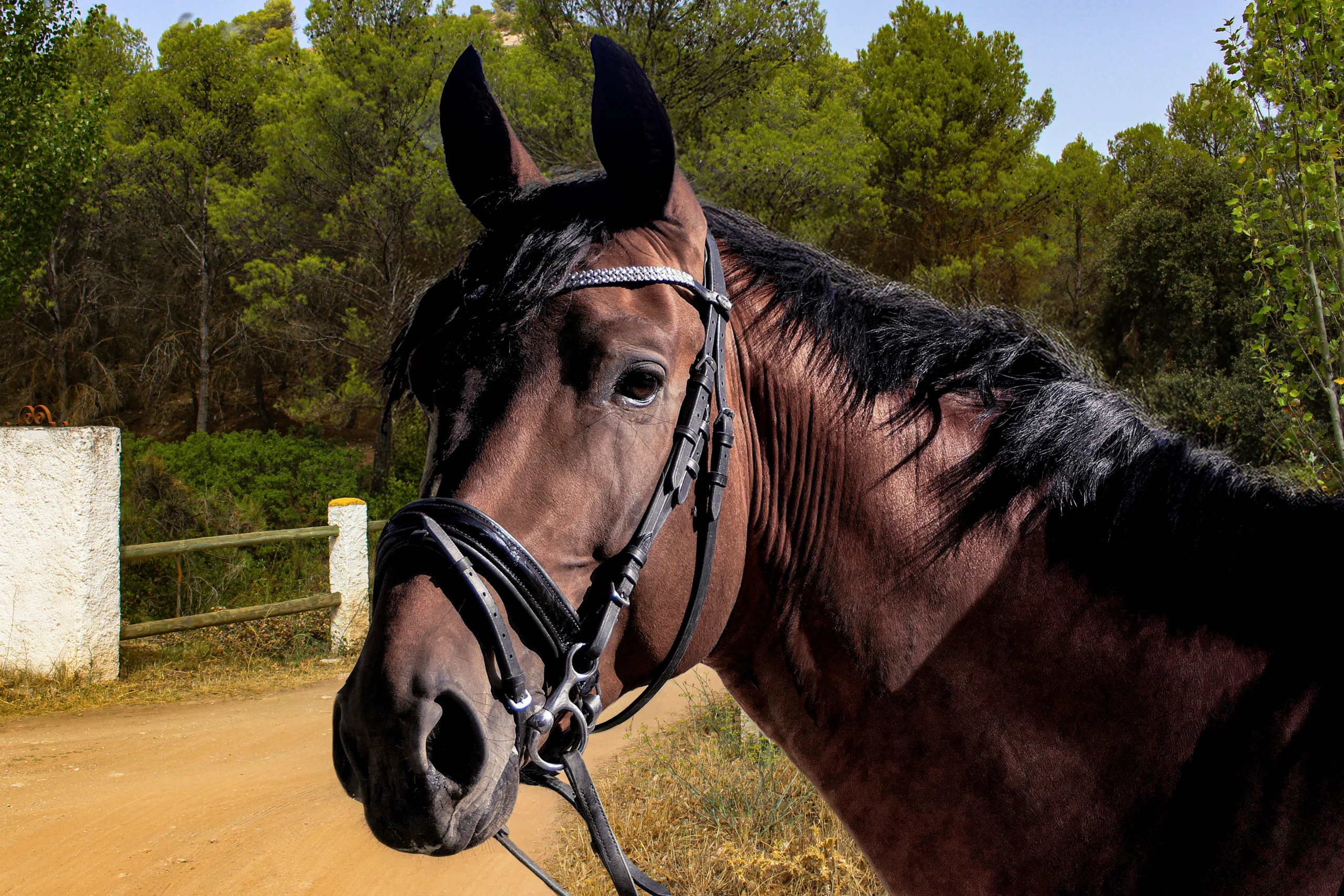 Rutas a Caballo - El Burgo