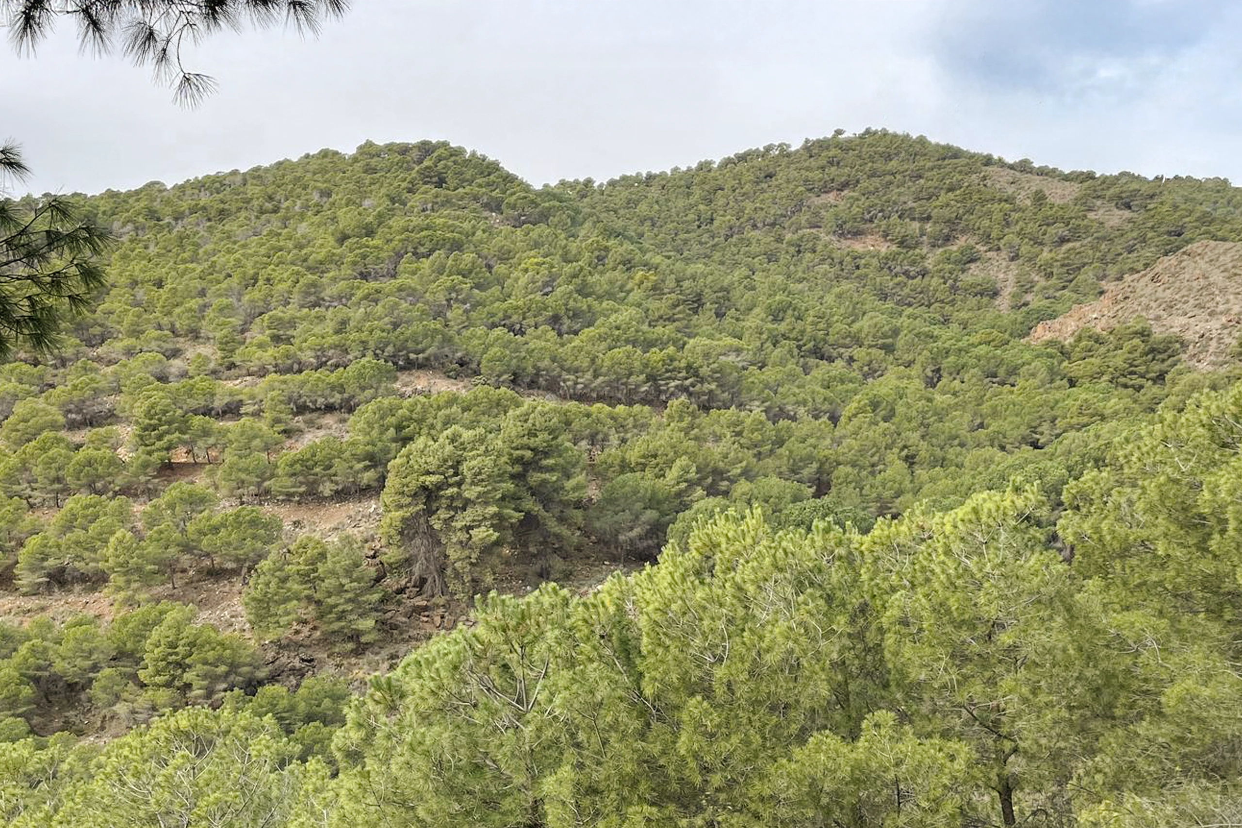 Sierra de la Robla - Casarabonela