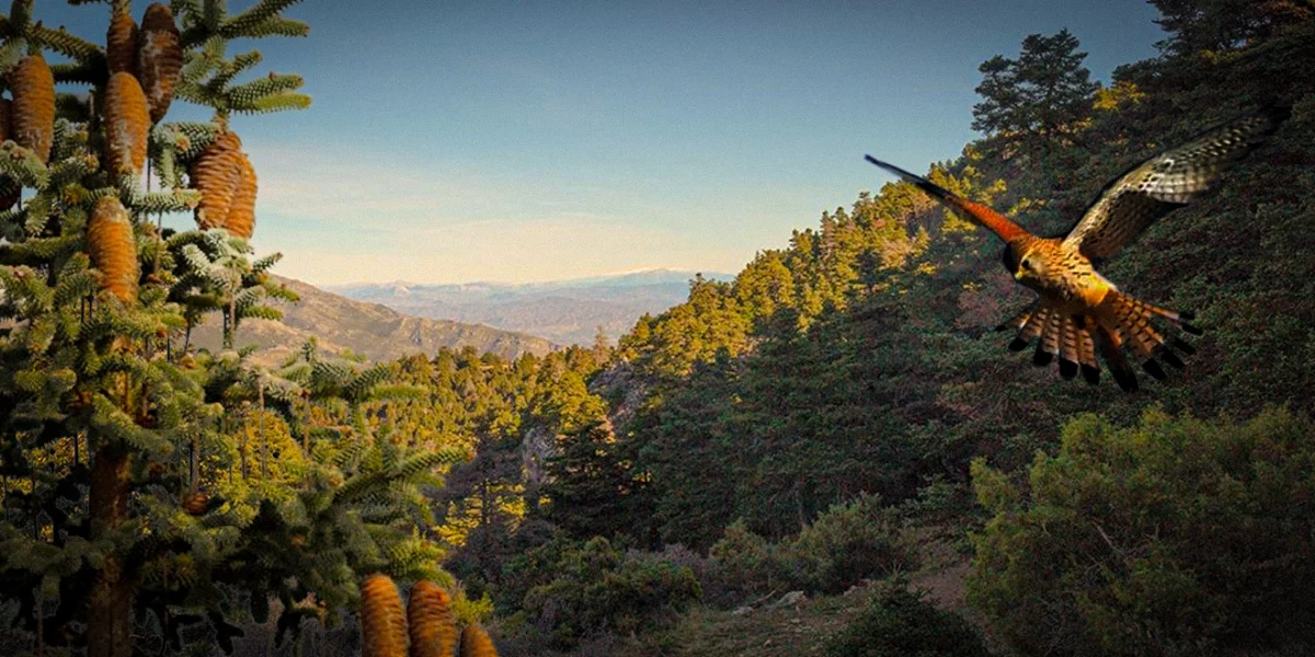 Sierra de las Nieves: Hacia una gestión unificada de uno de los grandes espacios naturales de Andalucía