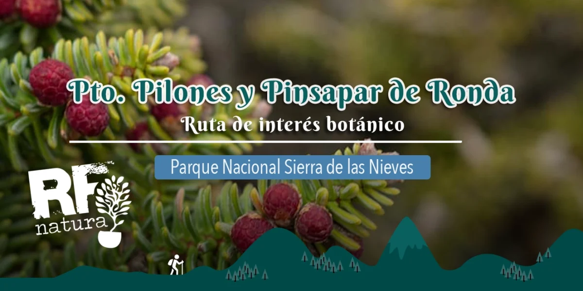 Ruta Botánica entre Piornos y Pinsapos – Domingo 25 de mayo con RF Natura