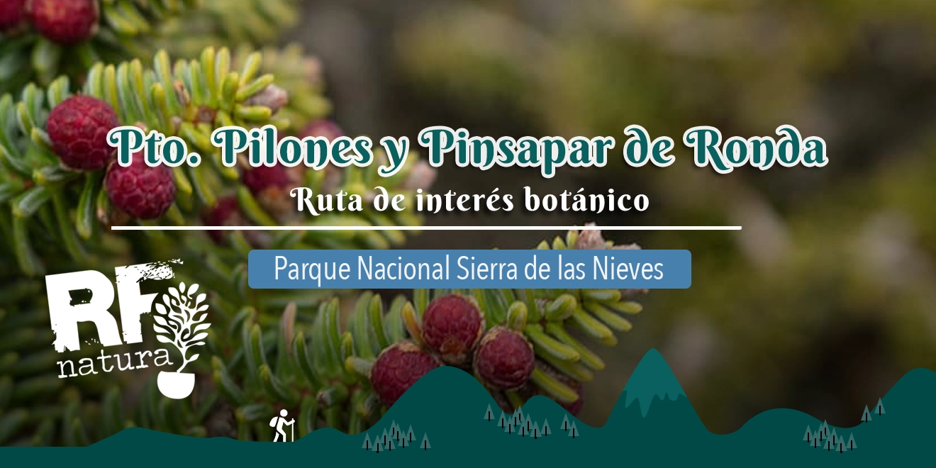 Ruta Botánica entre Piornos y Pinsapos – Domingo 25 de mayo con RF Natura