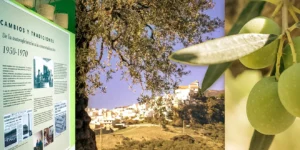 La joya verde de Málaga ya tiene su templo: visita el nuevo museo de la aceituna aloreña
