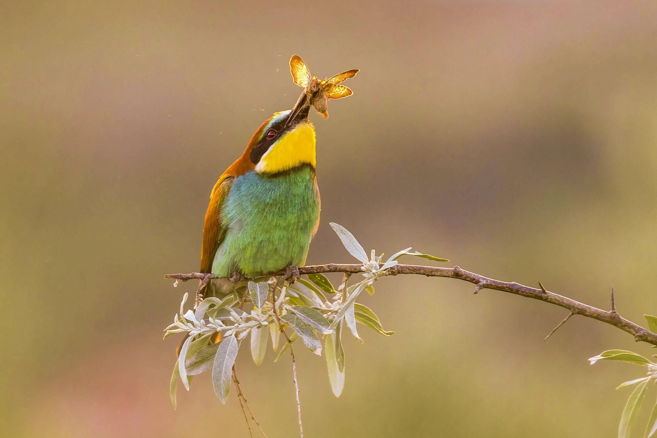 Abejarucos