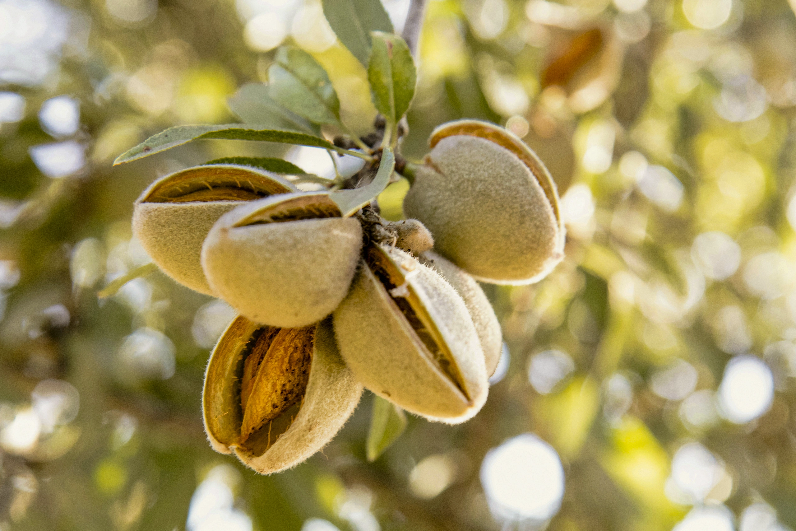 Almendras