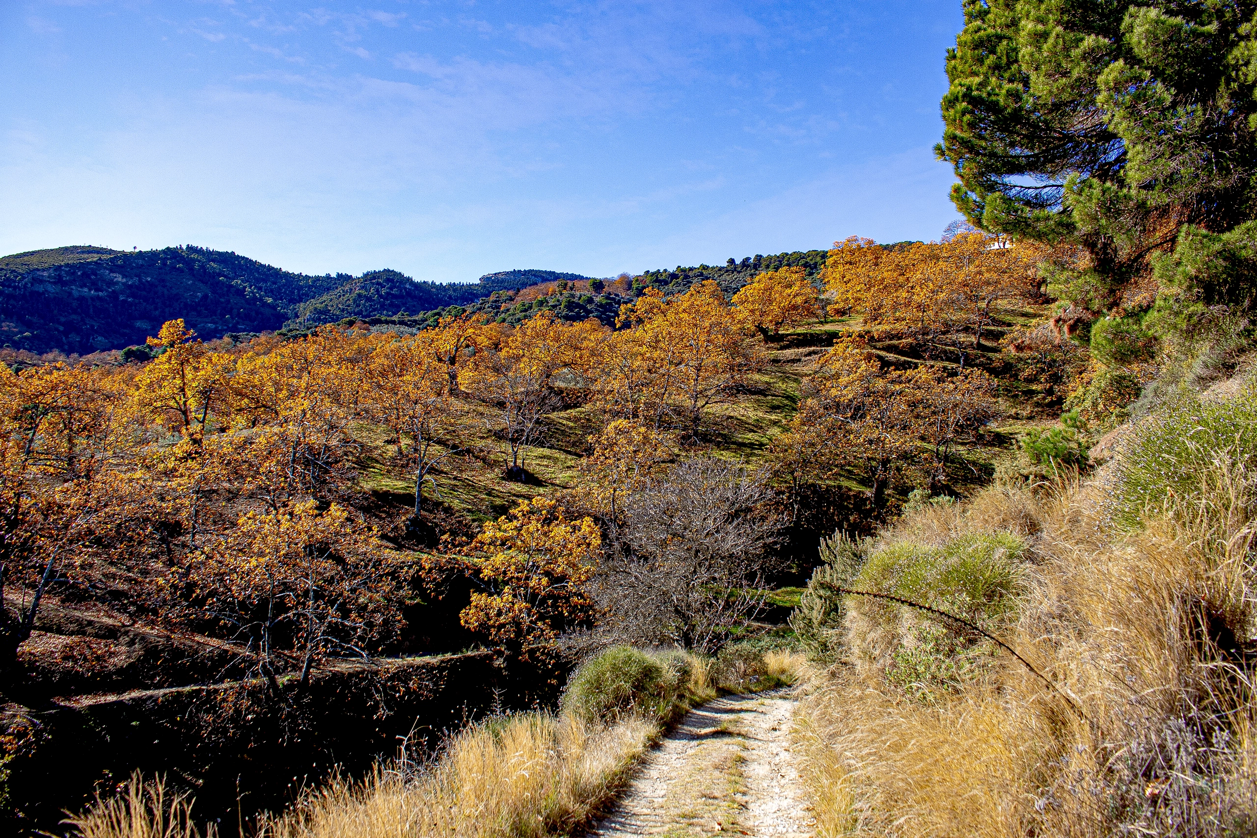 Castañar de Yunquera