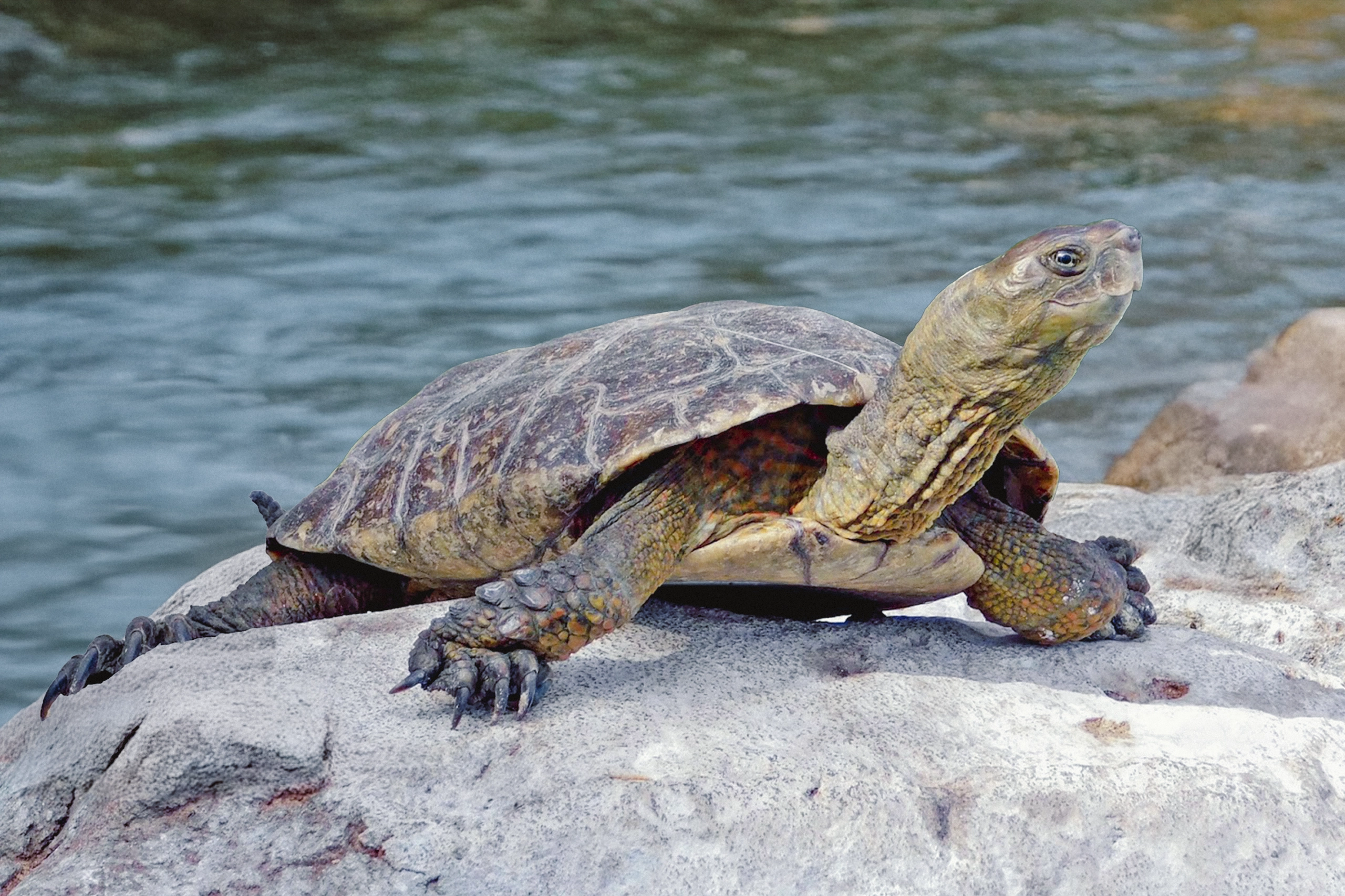 Galápago Leproso - Mauremys Leprosa