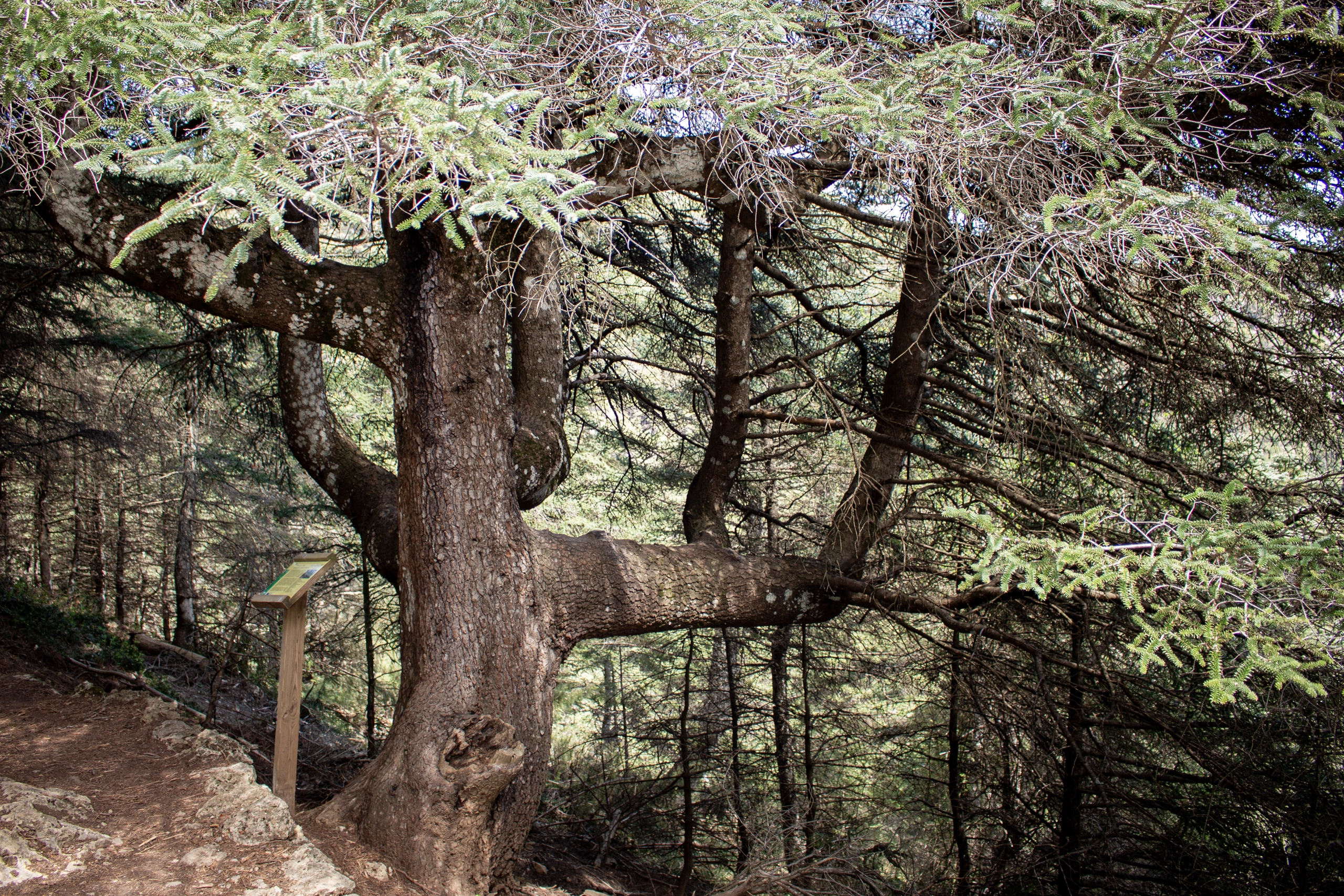 Pinsapo Candelabro - Sierra de las Nieves