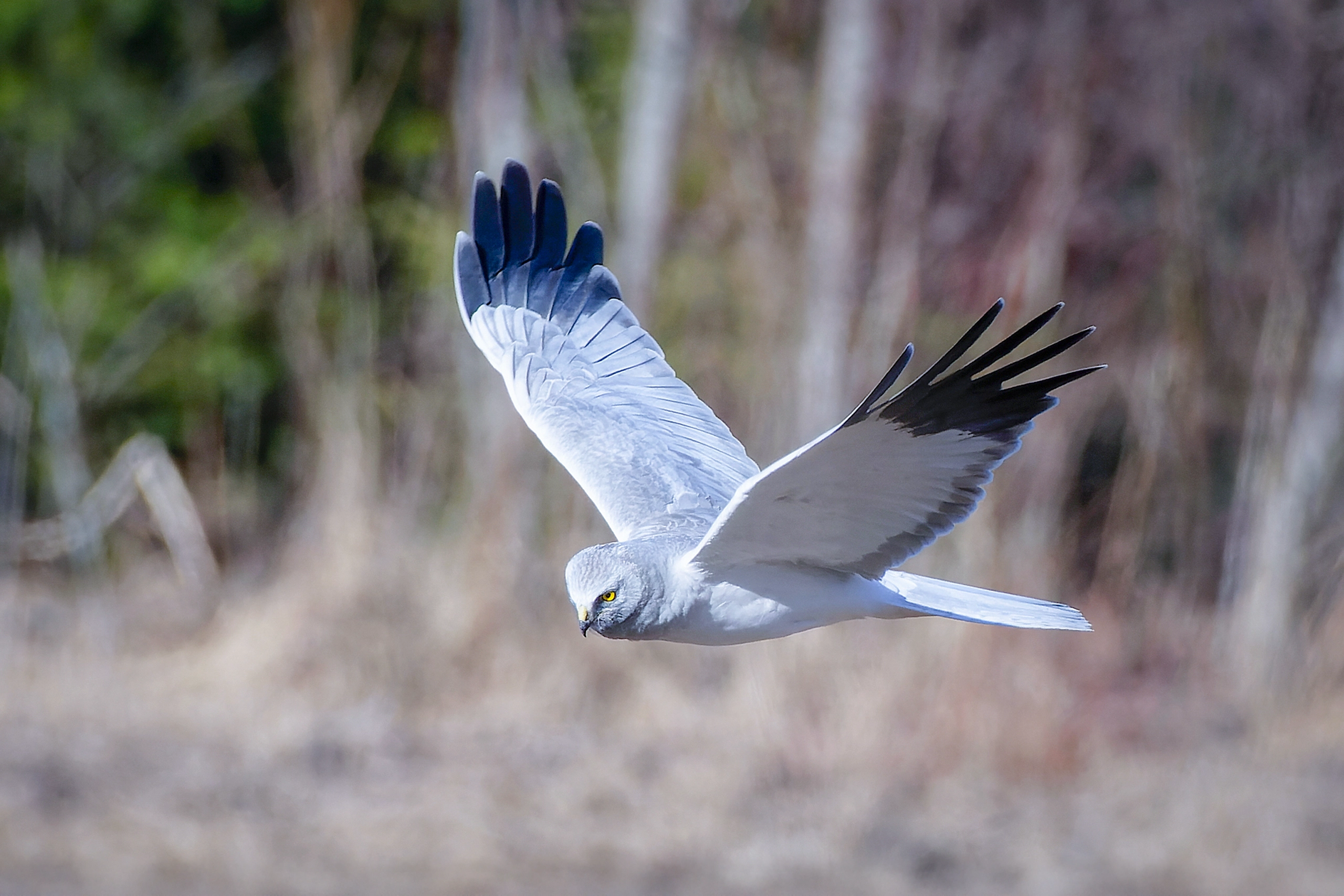 Ornitología: el vuelo de las aves planeadoras