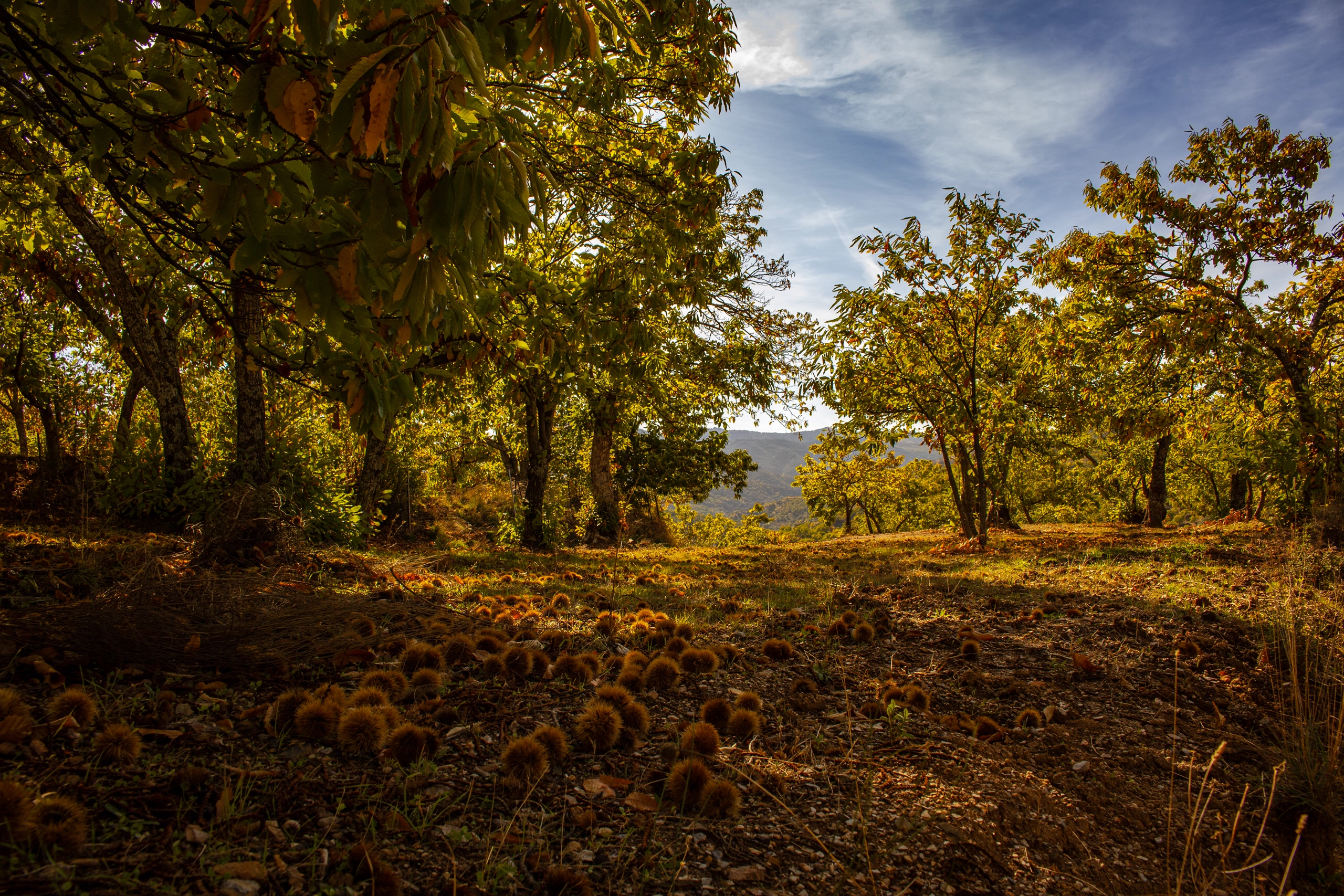 El bosque de cobre: un espectáculo visual