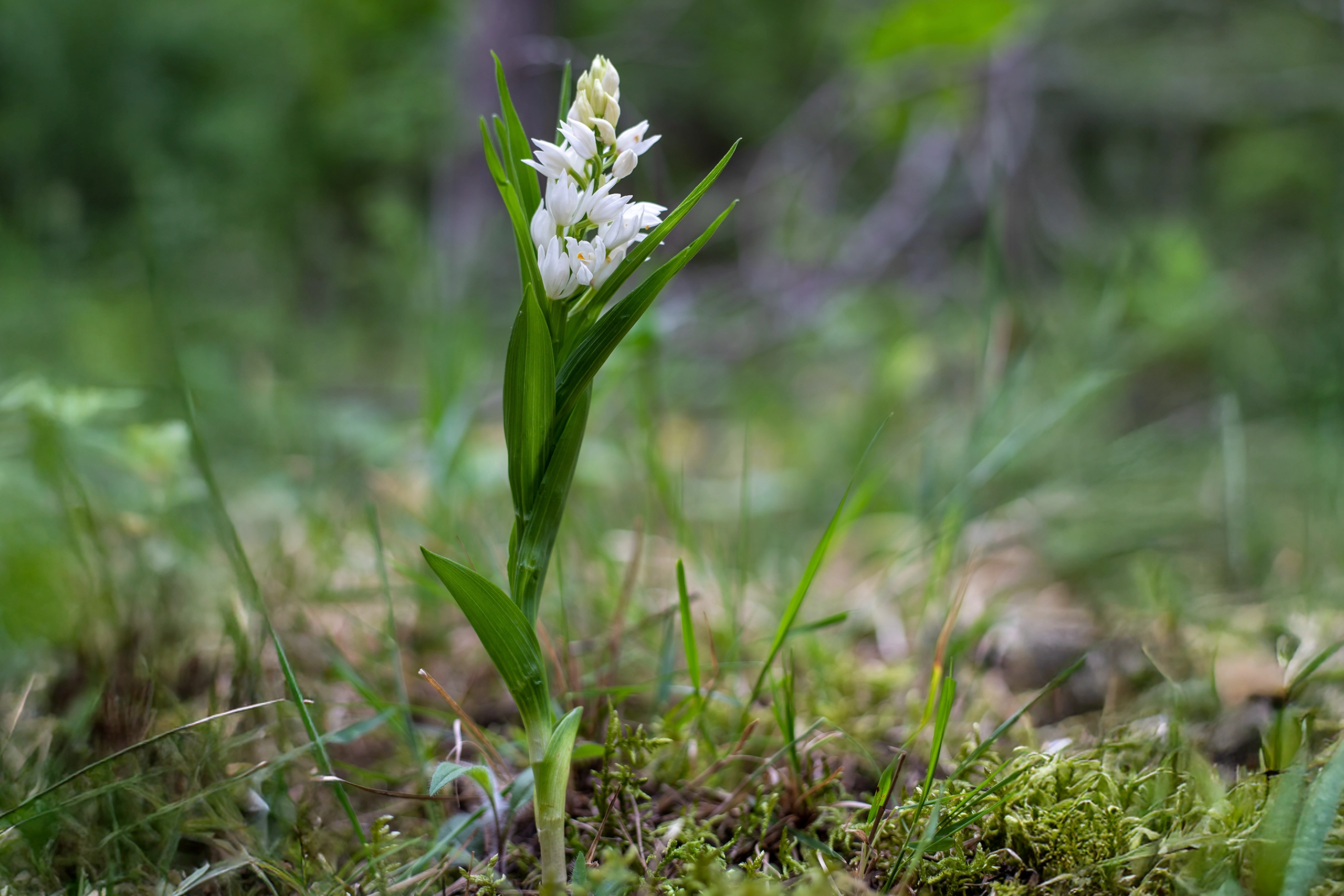 Cephalantera longifolia