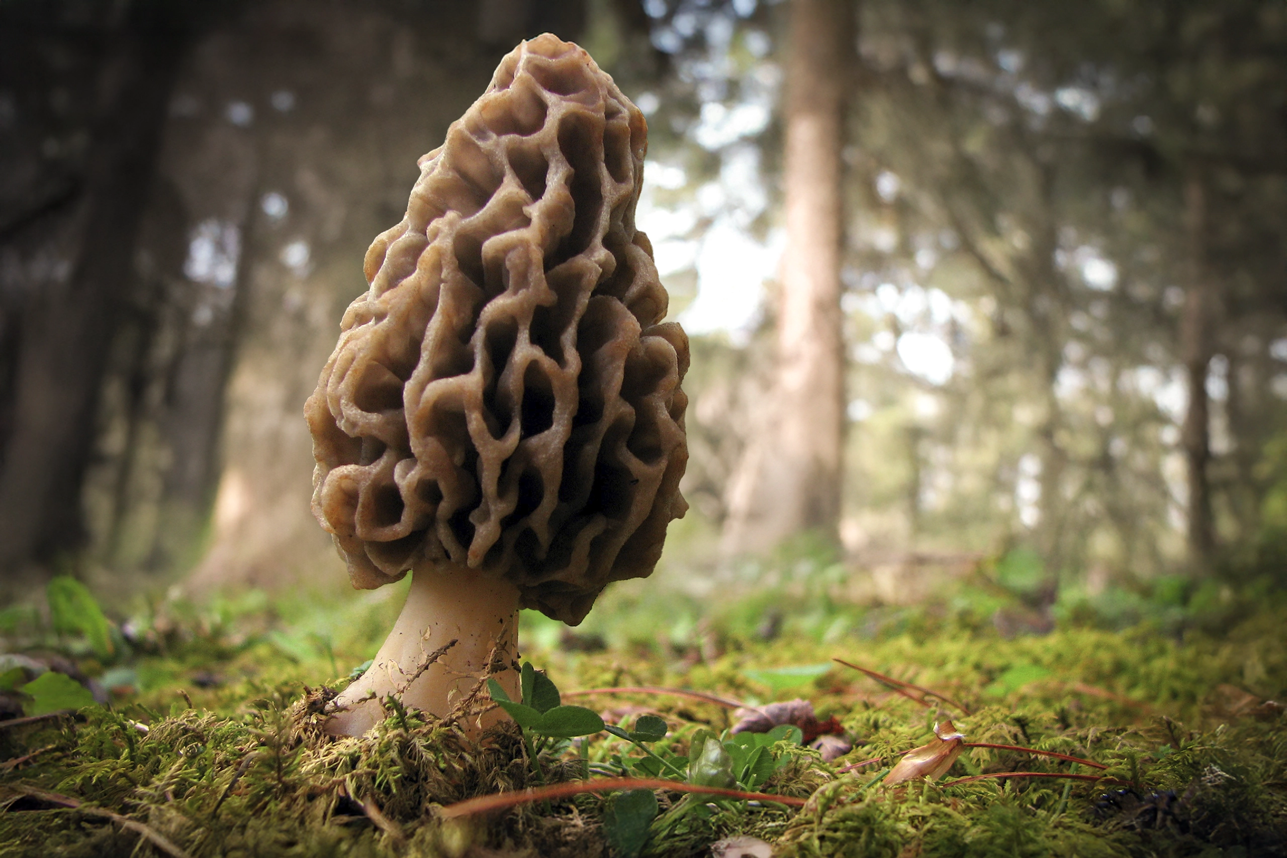 La cagarria (Morchella esculenta)