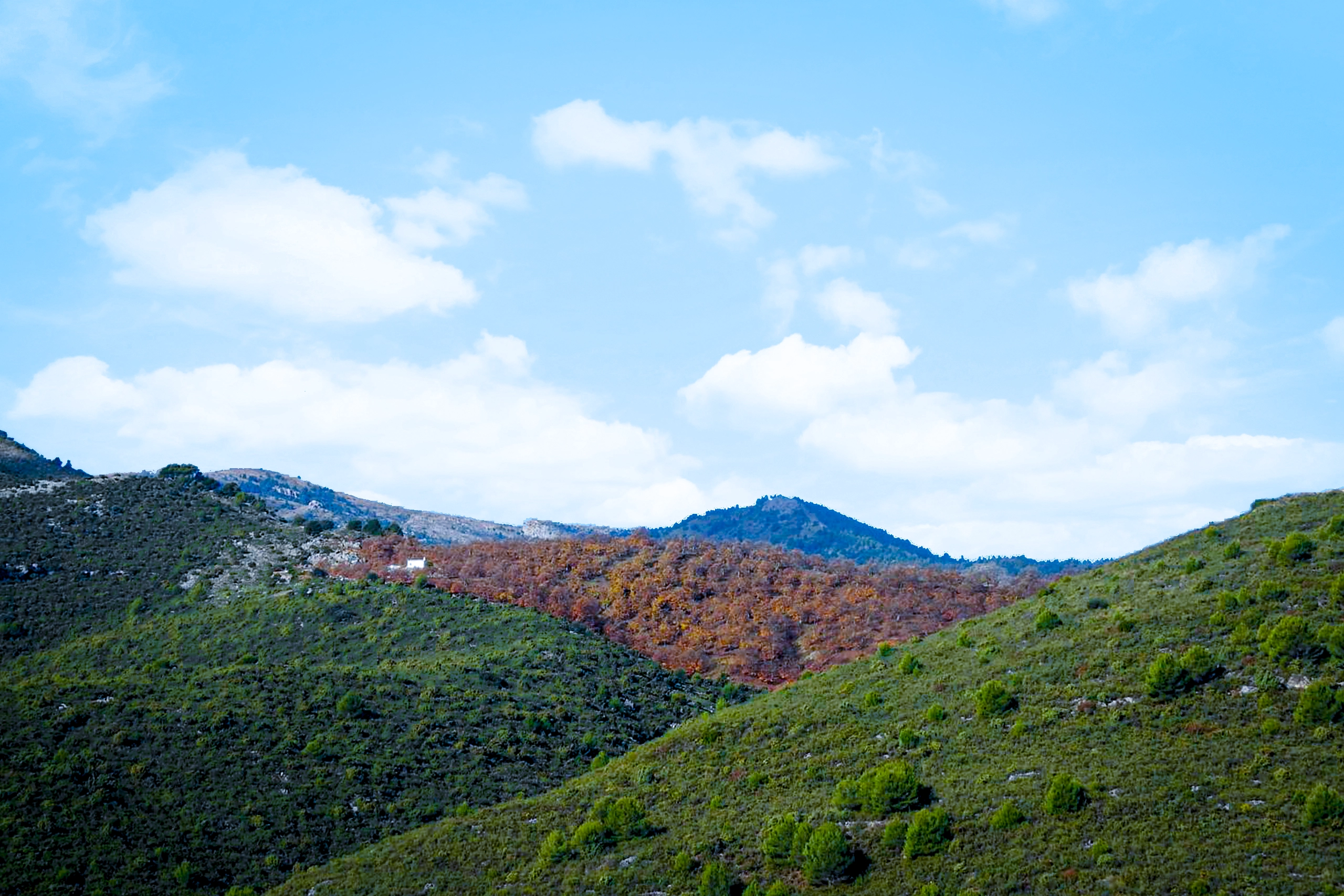 Castañar del Puerto de Janón