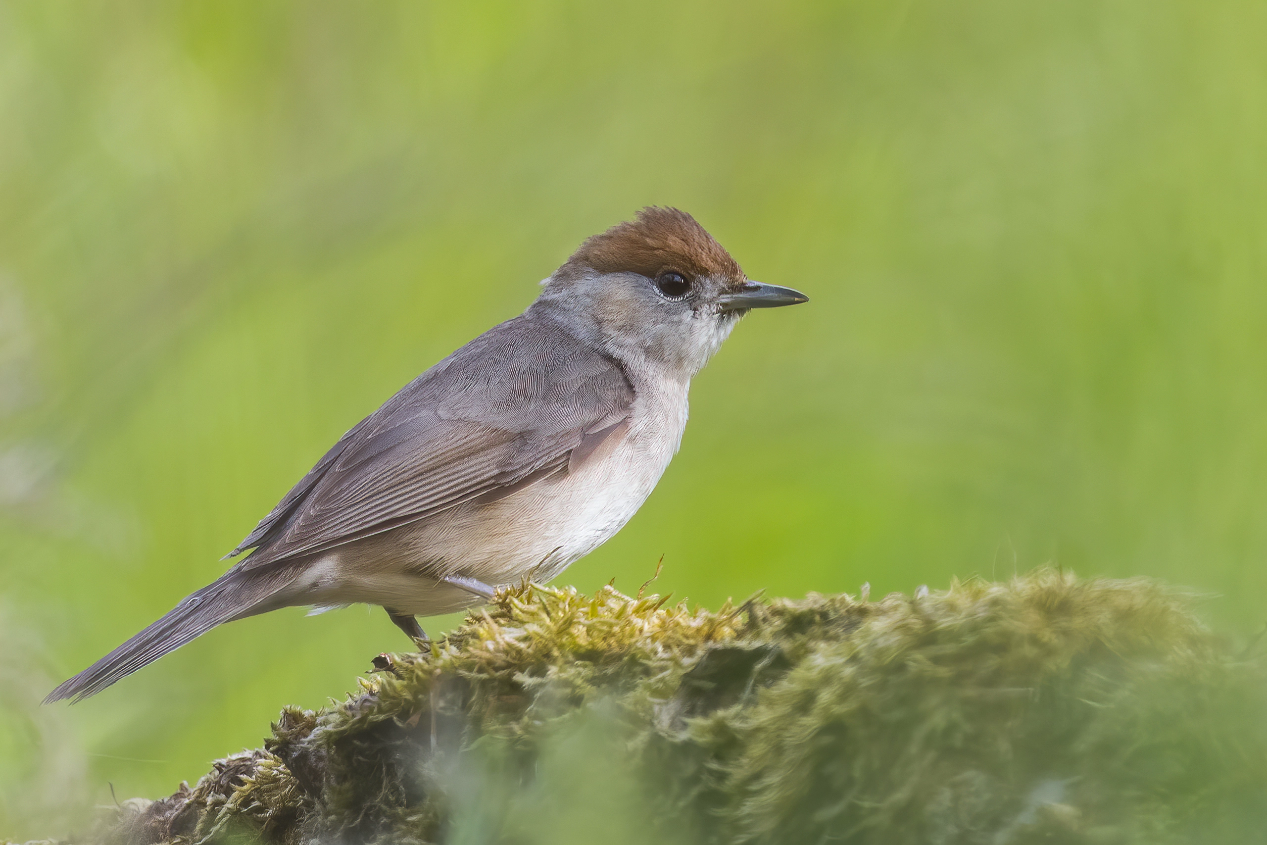 Curruca - Sylvia atricapilla