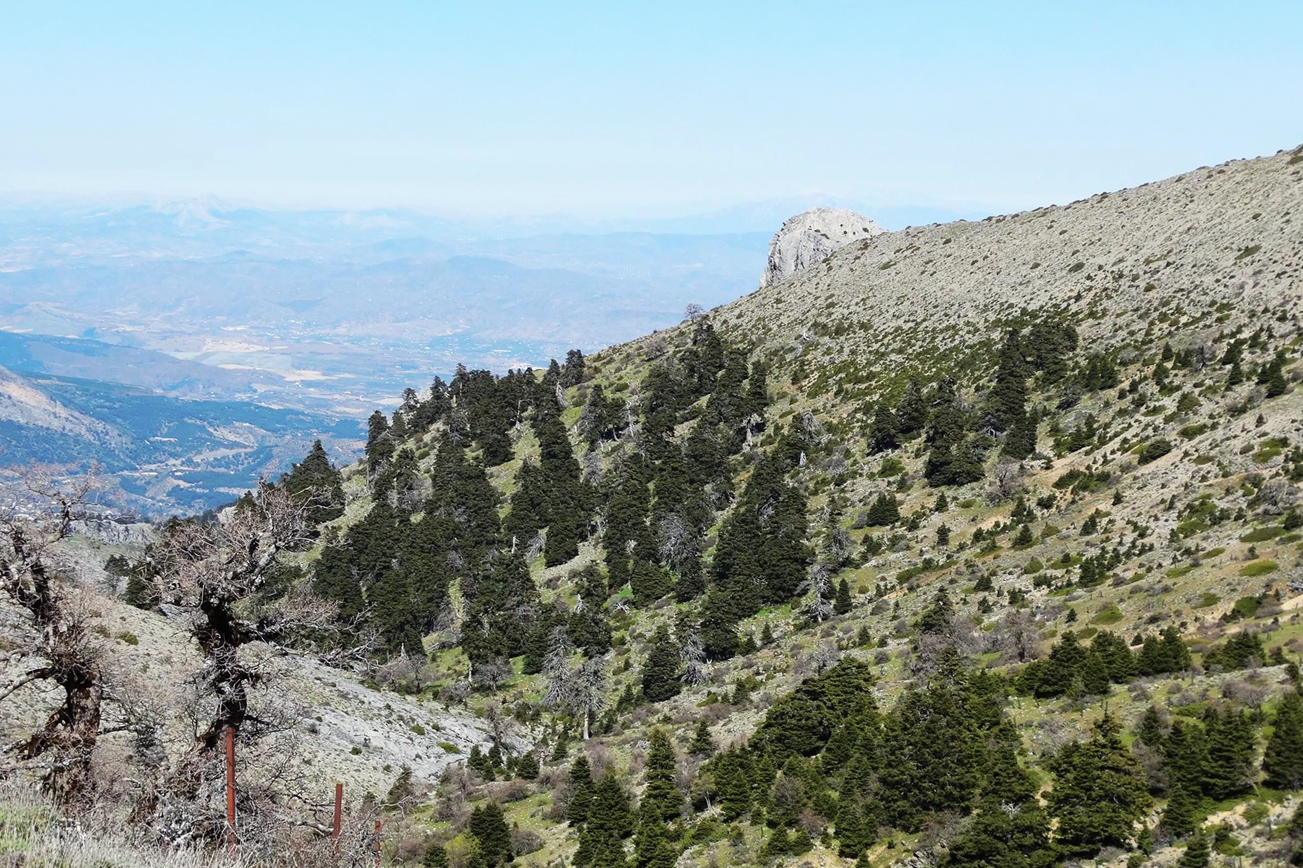 Pinsapar Cañada de Froncaire