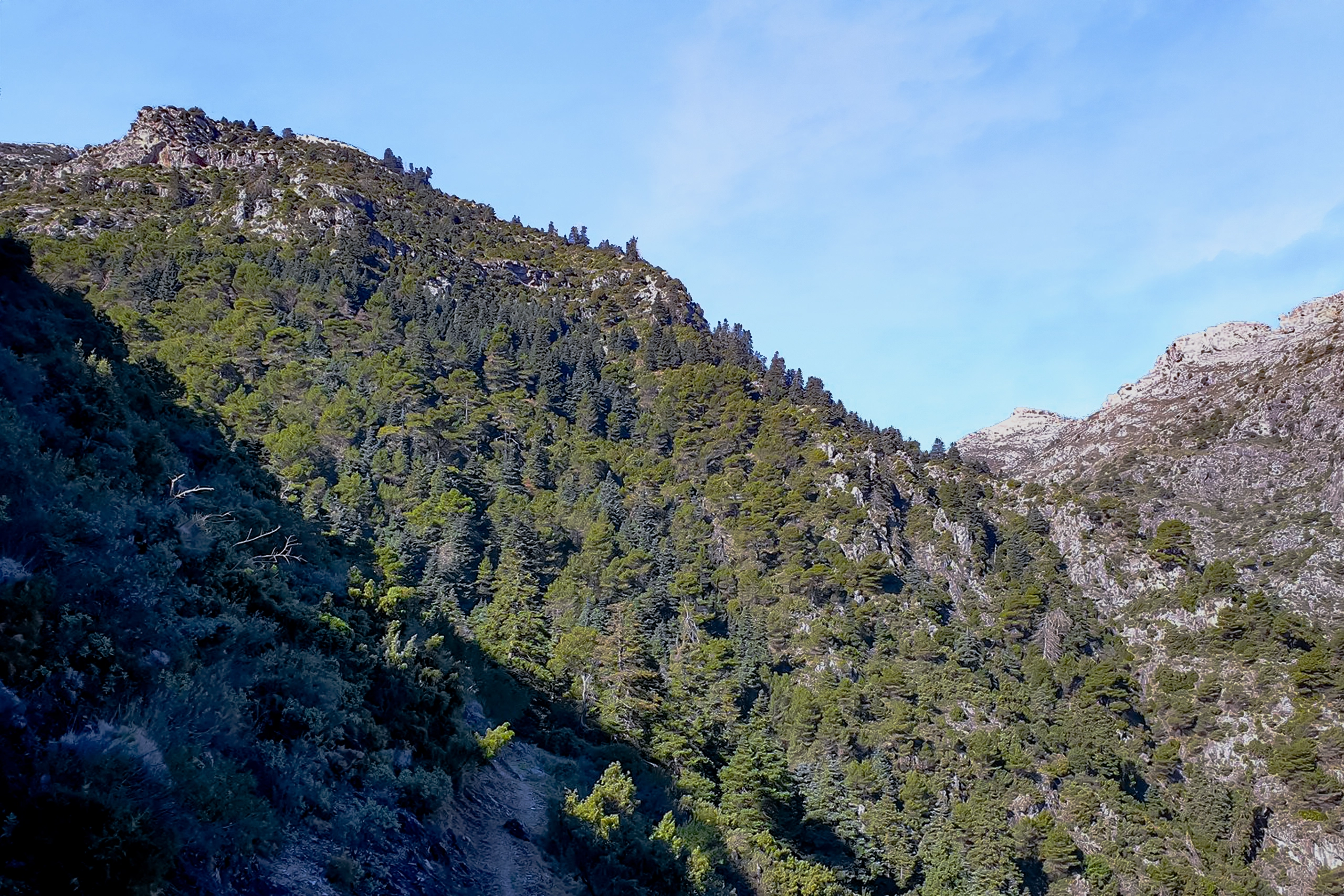 Pinsapar Cerro Corona