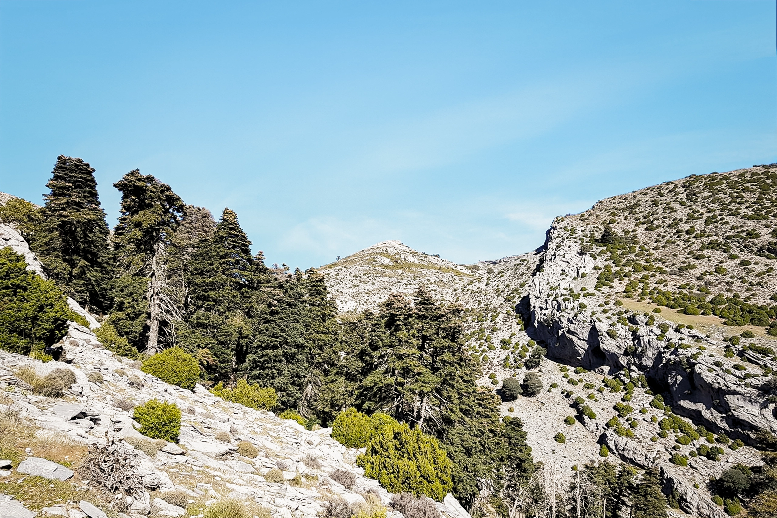 Pinsapar de la Yedra