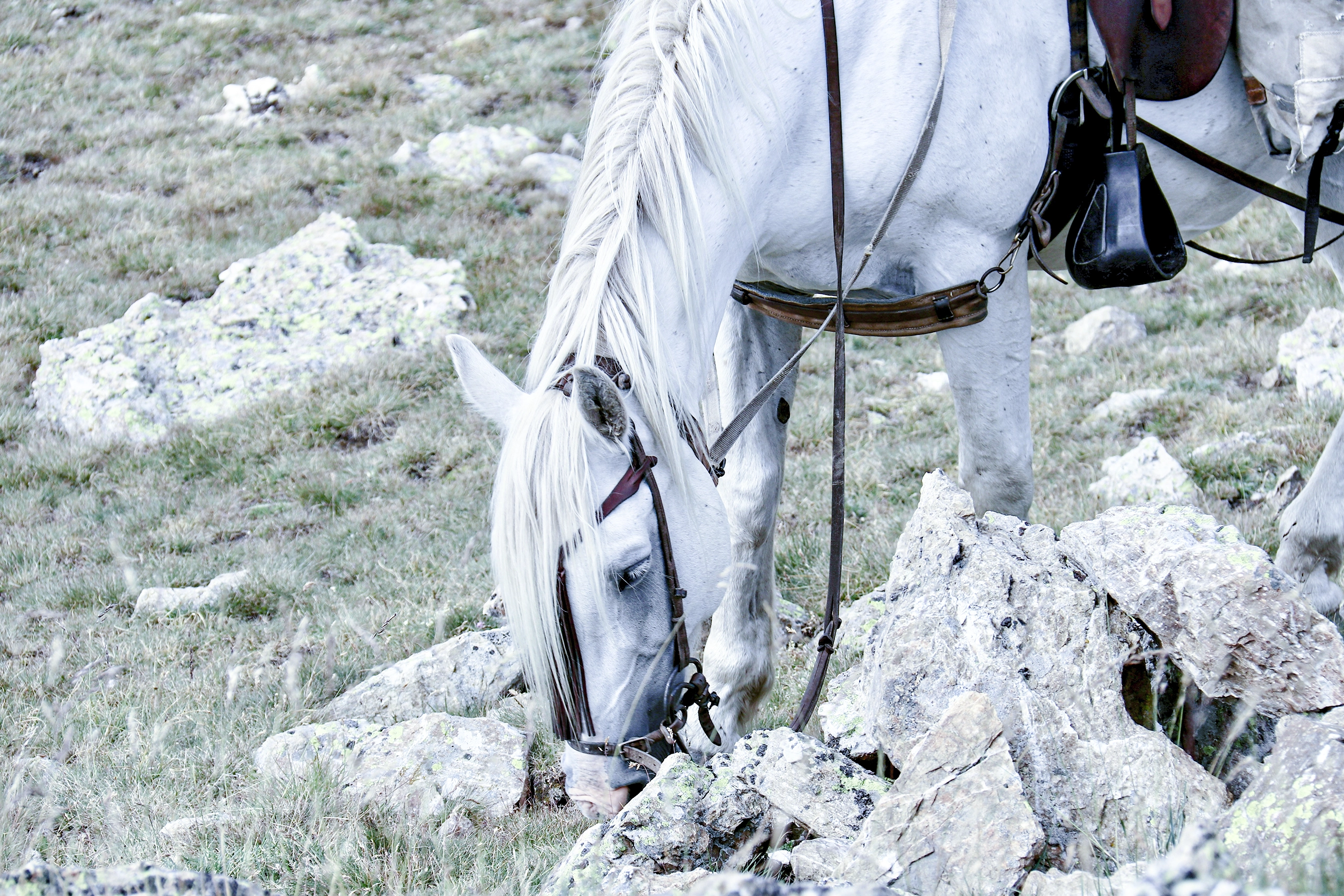 Ruta a Caballo Tolox