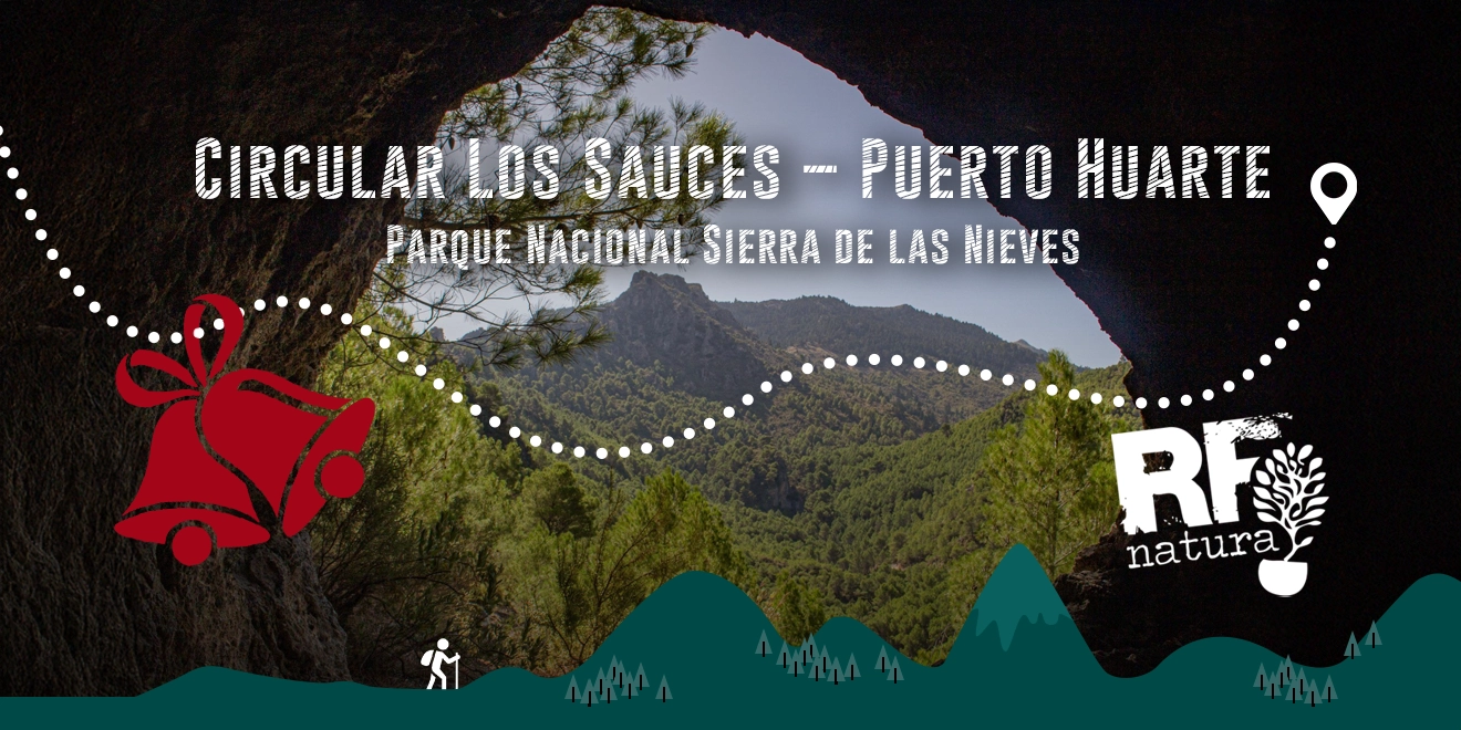 Ruta Navideña por la Sierra de las Nieves, Los Sauces – Puerto Huarte