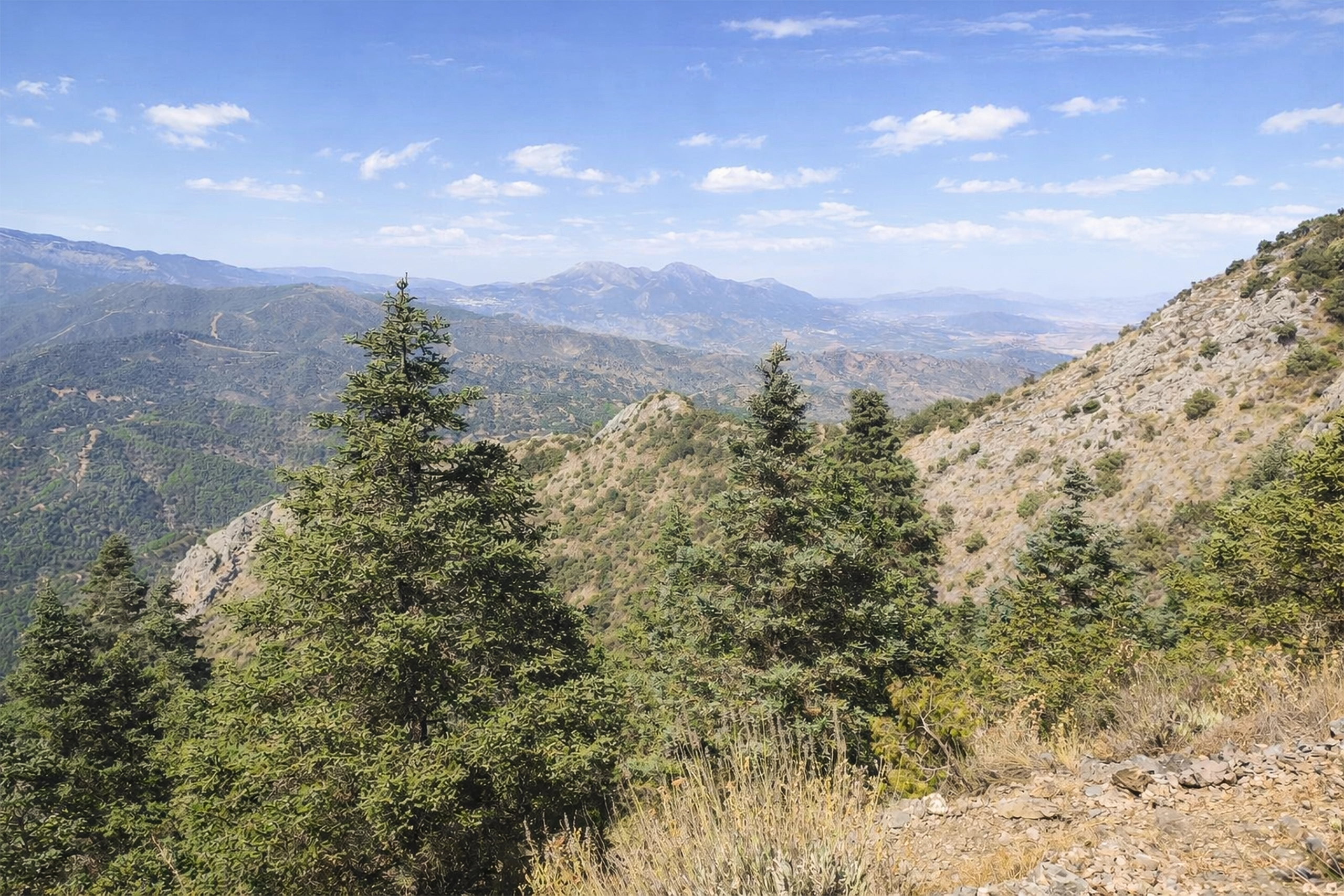 Pinsapar los Cuchillos
