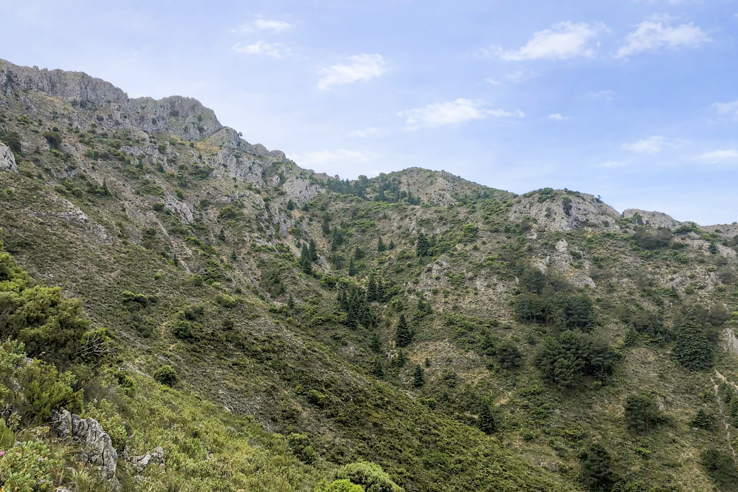 Pinsapar Sierra Canucha