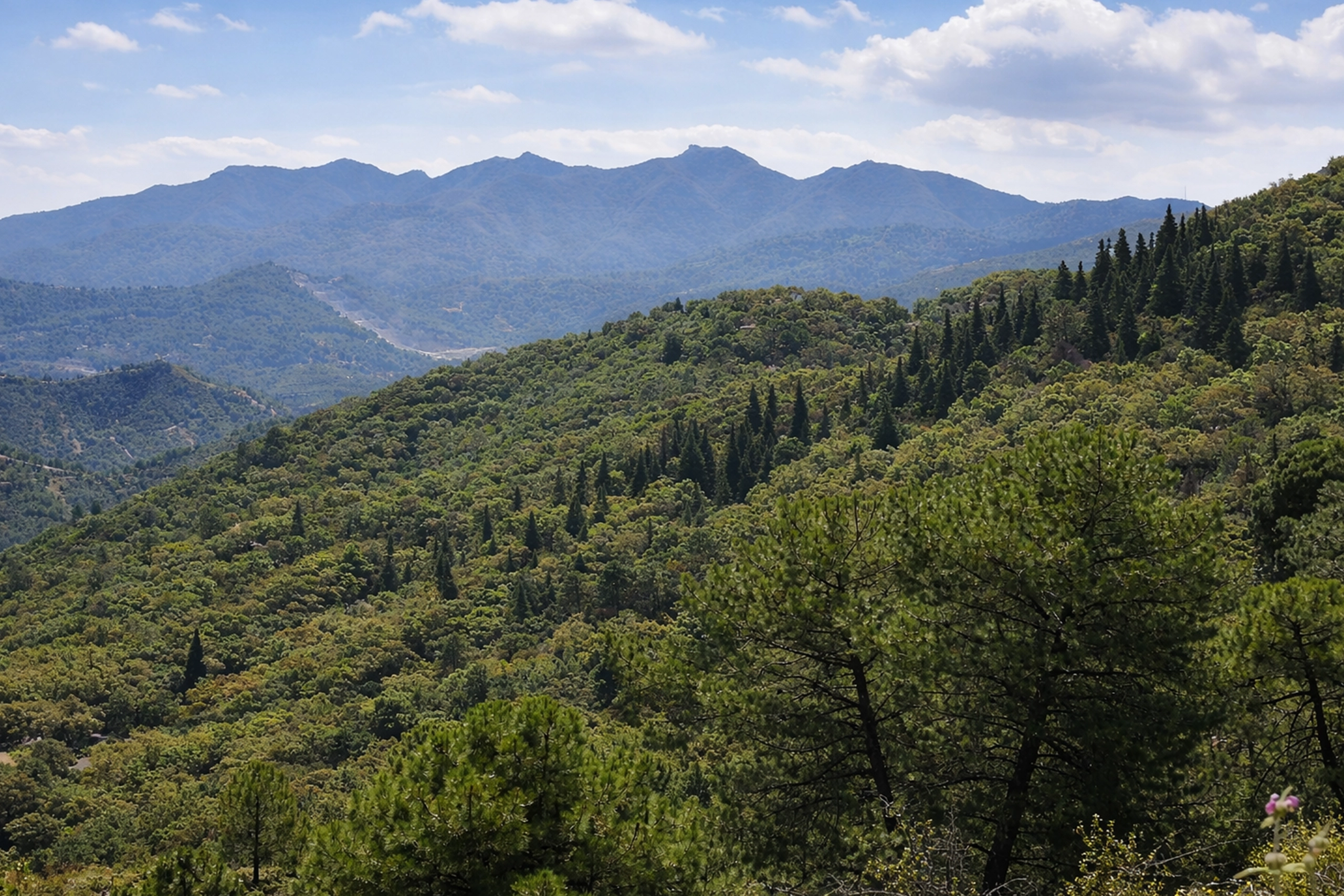 Pinsapar de la Sepultura