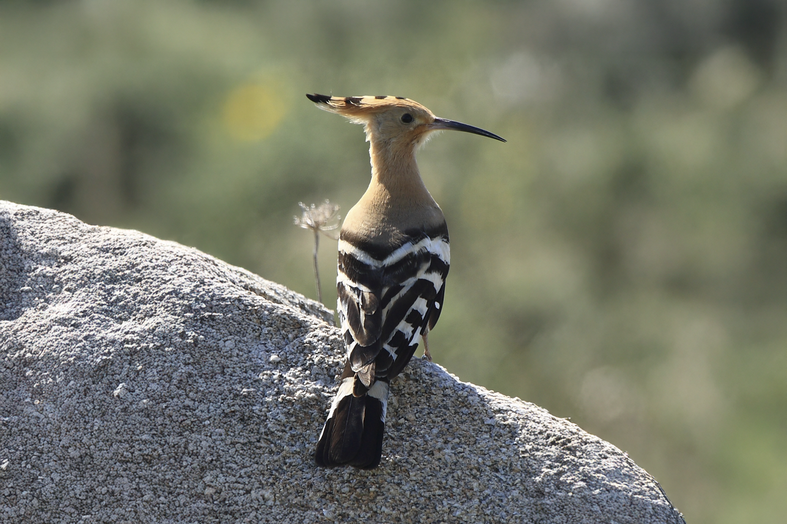 Ornitología y Avistamiento de Fauna: Abubilla