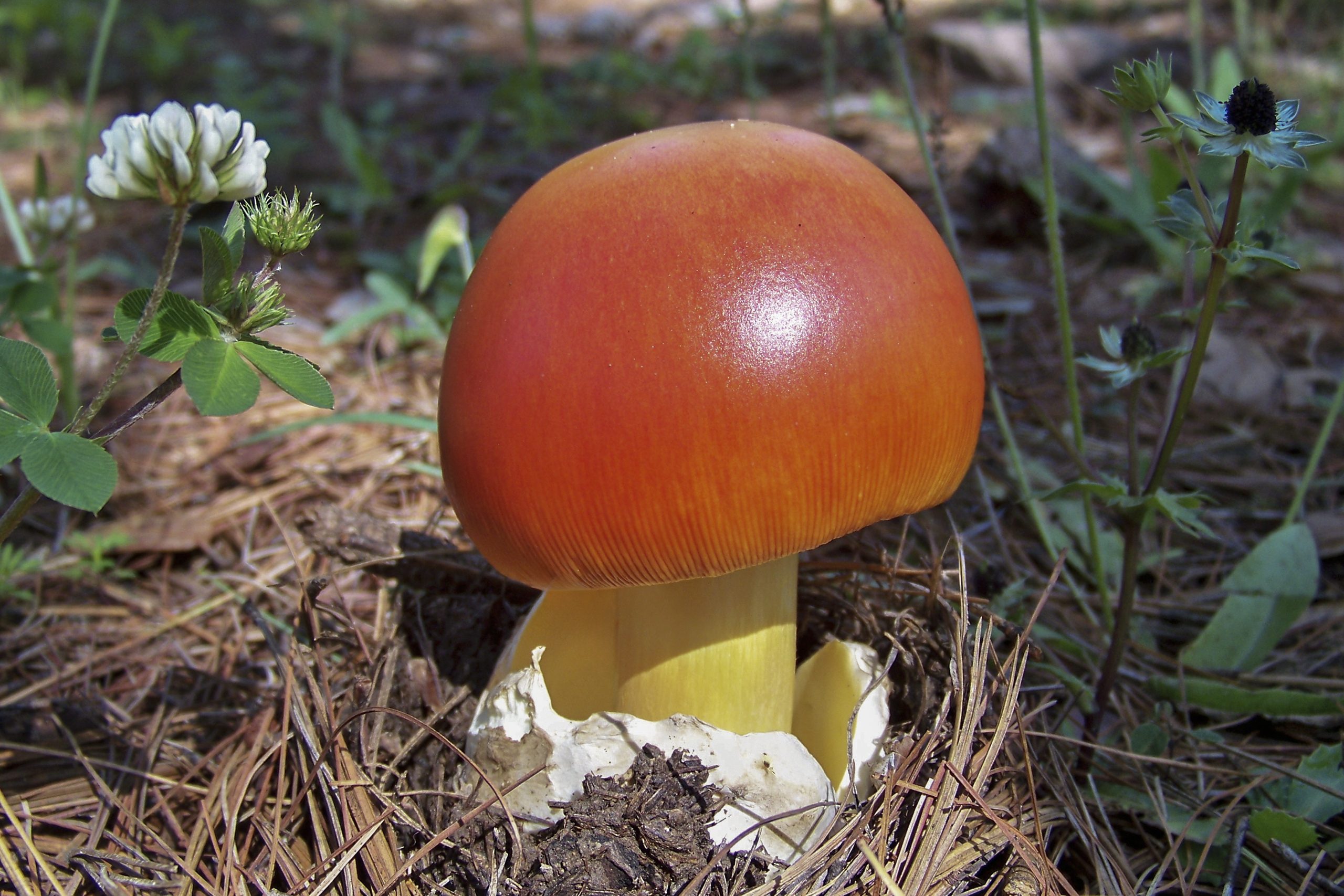 Amanita Caesarea